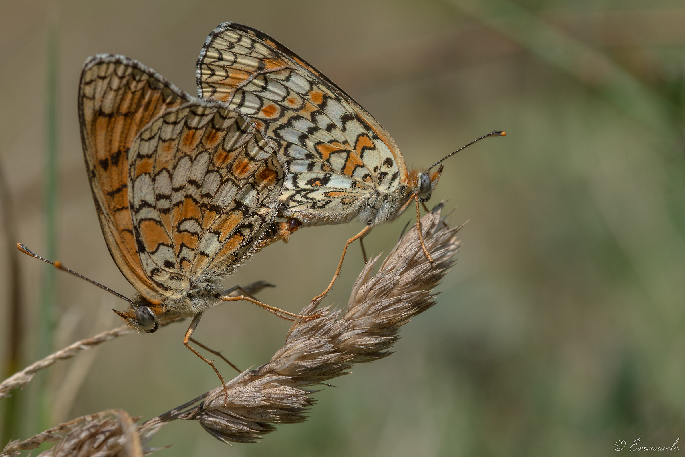 Nymphalidae Melitaea in Love # 2