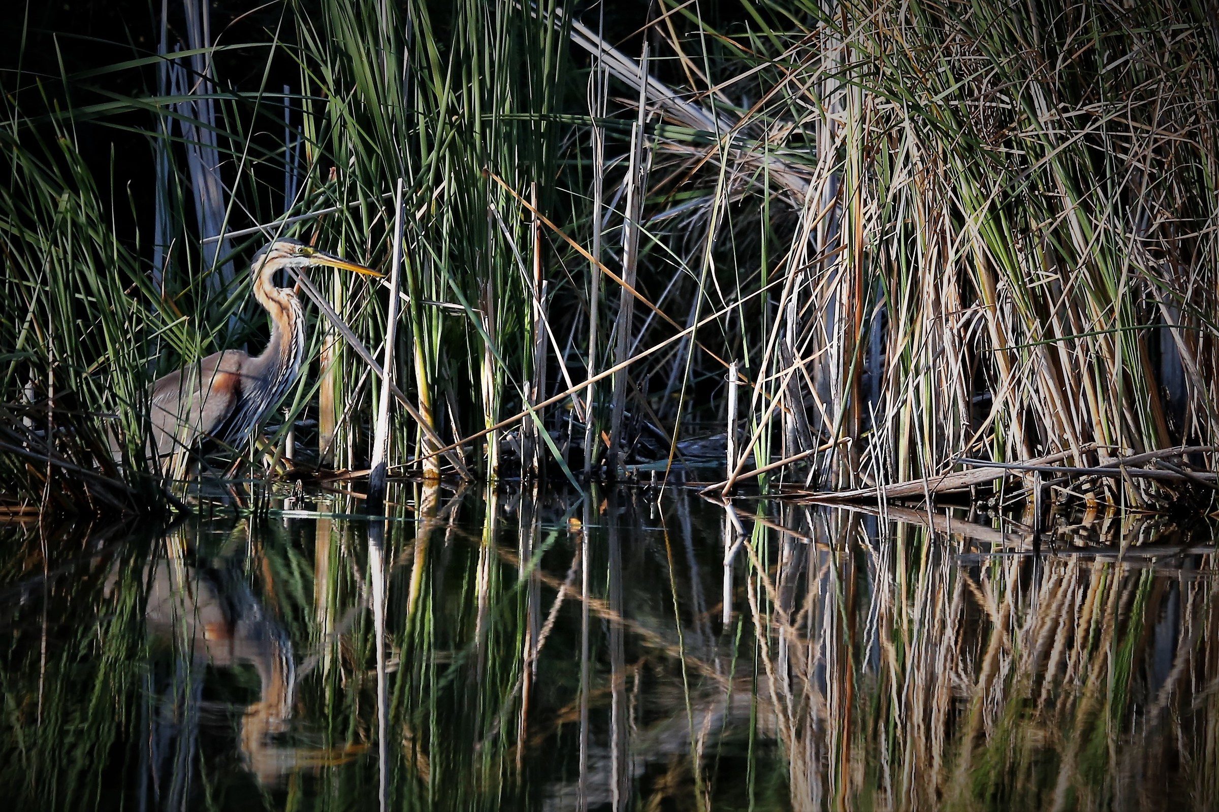 airone.rosso.torbiere