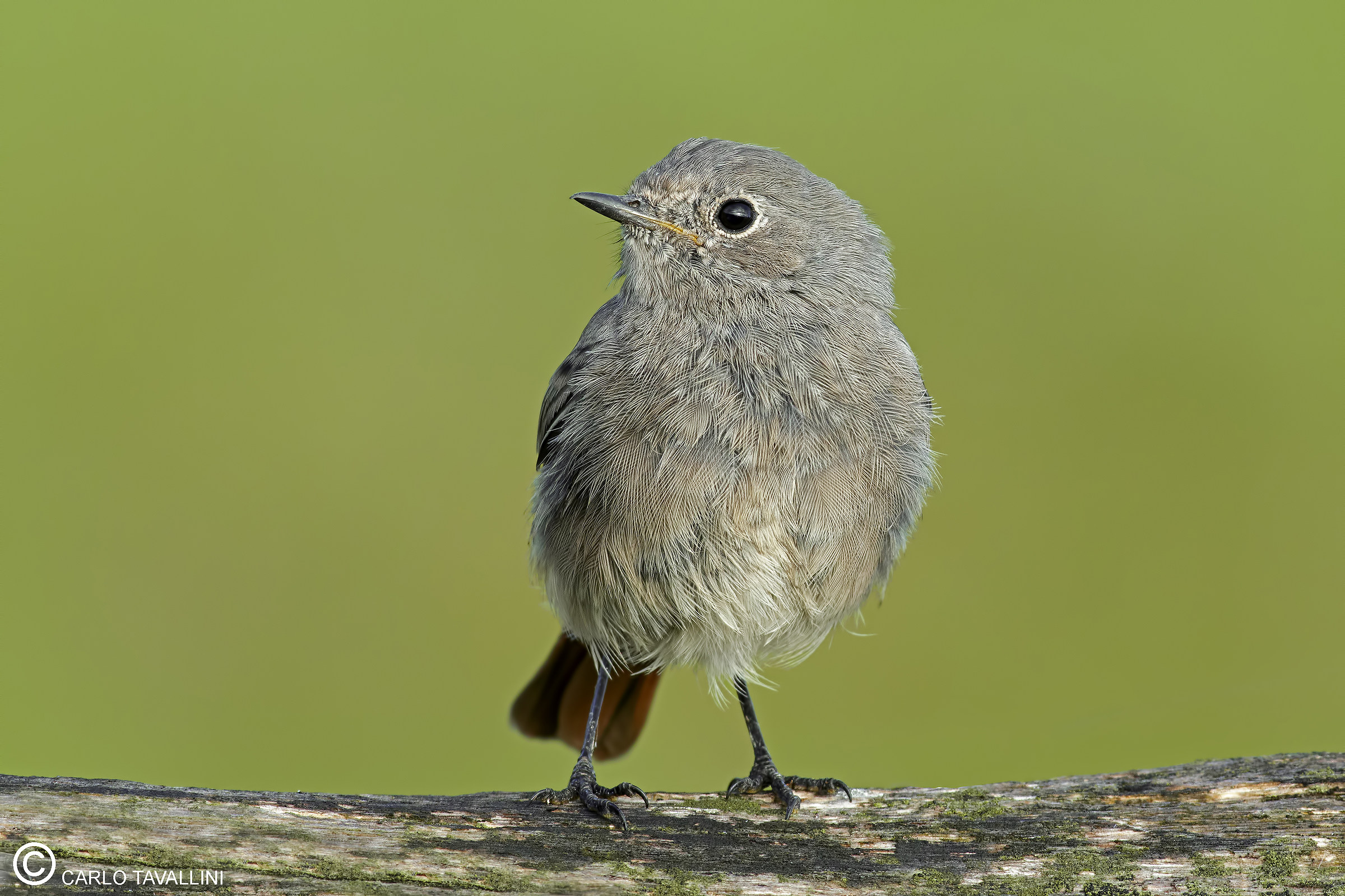 Giovane spazzacamino