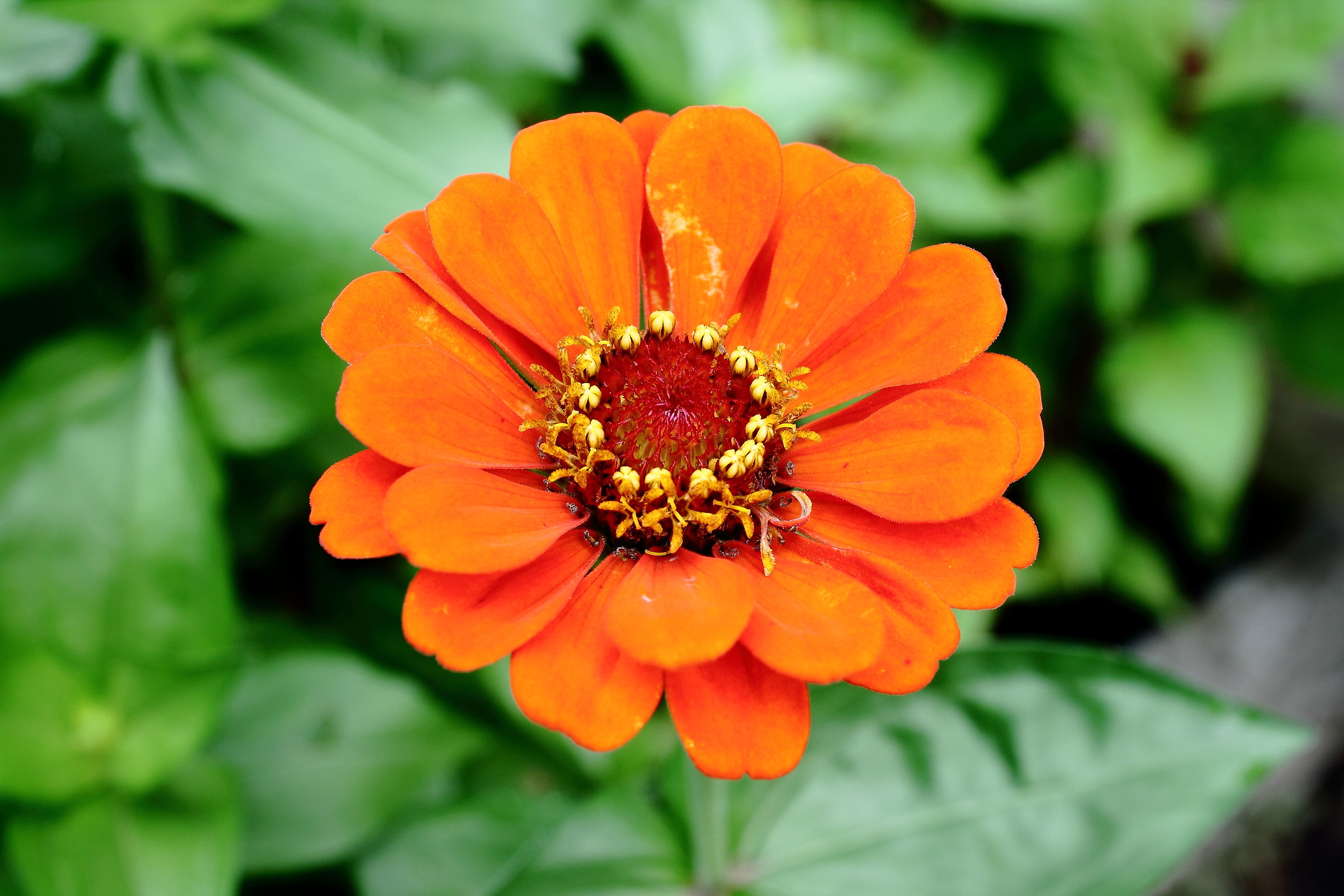 nel giardino dello zio