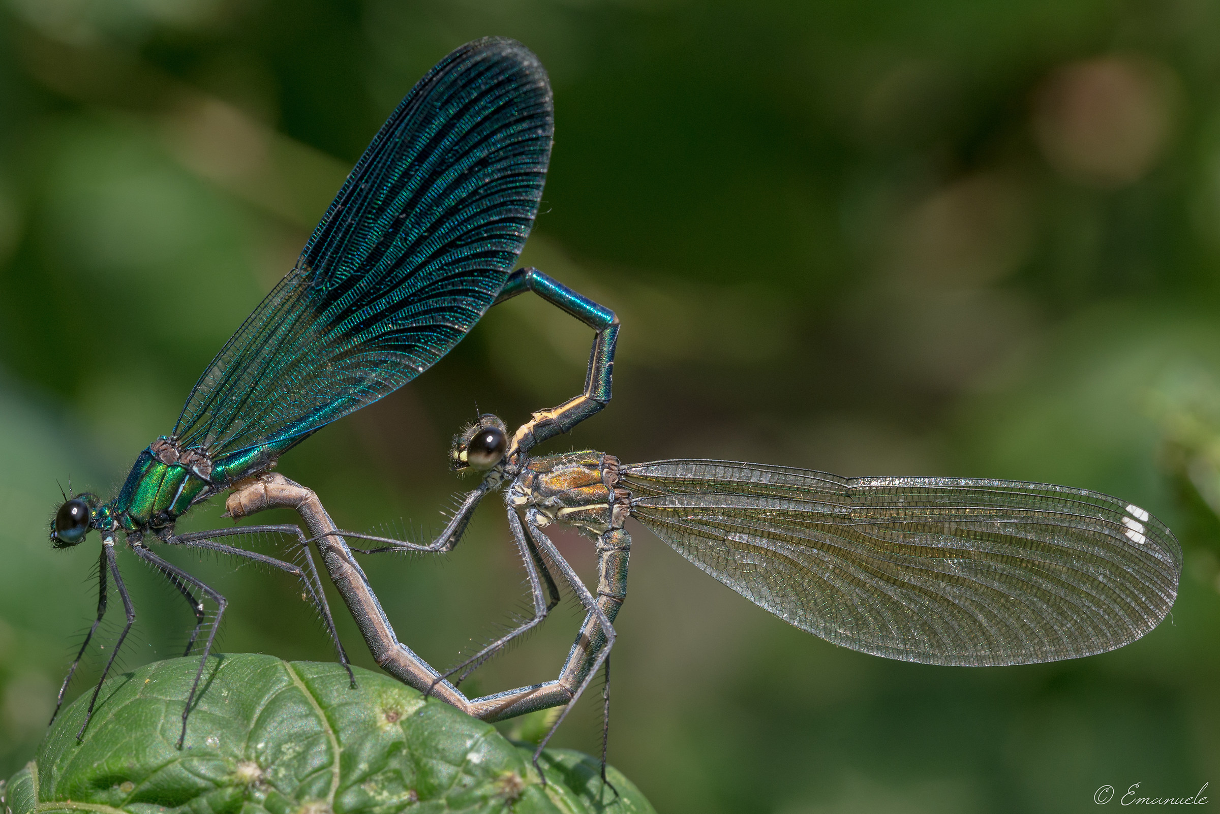 Calopteryx Splendens in love