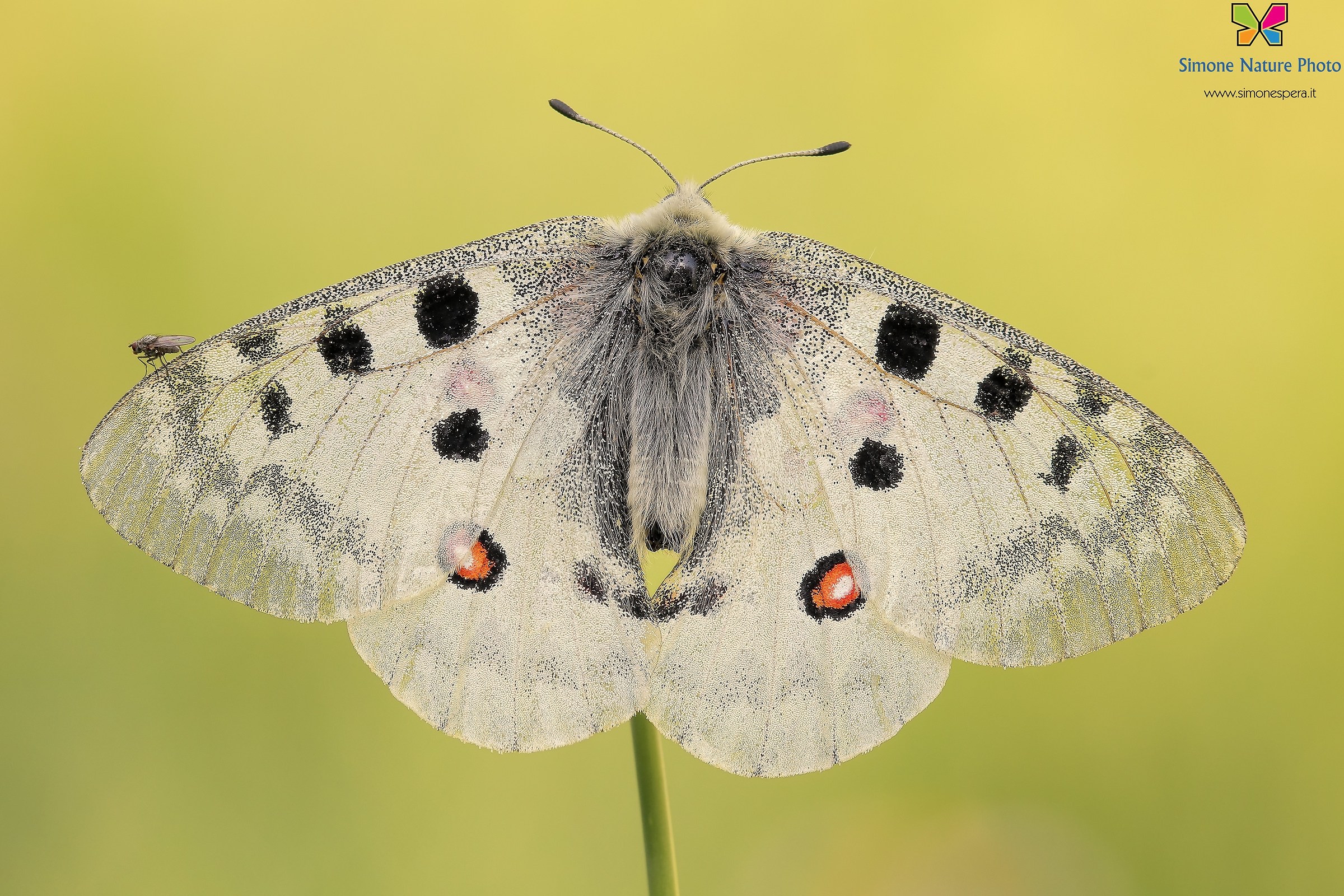 Fly on butterfly.....