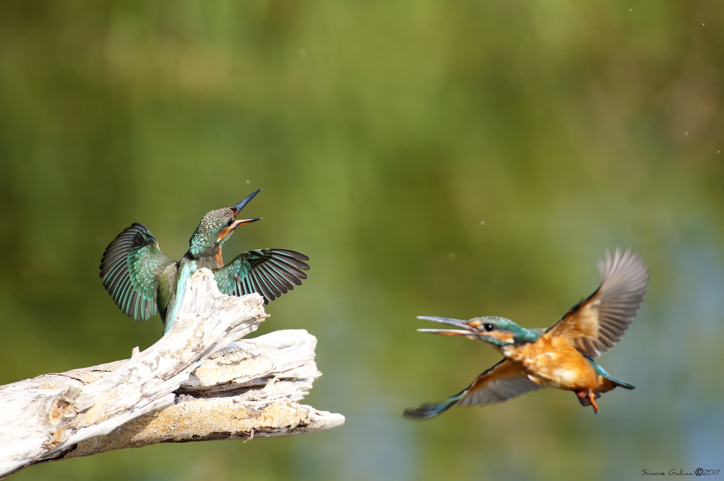 Martin fisherman in lite