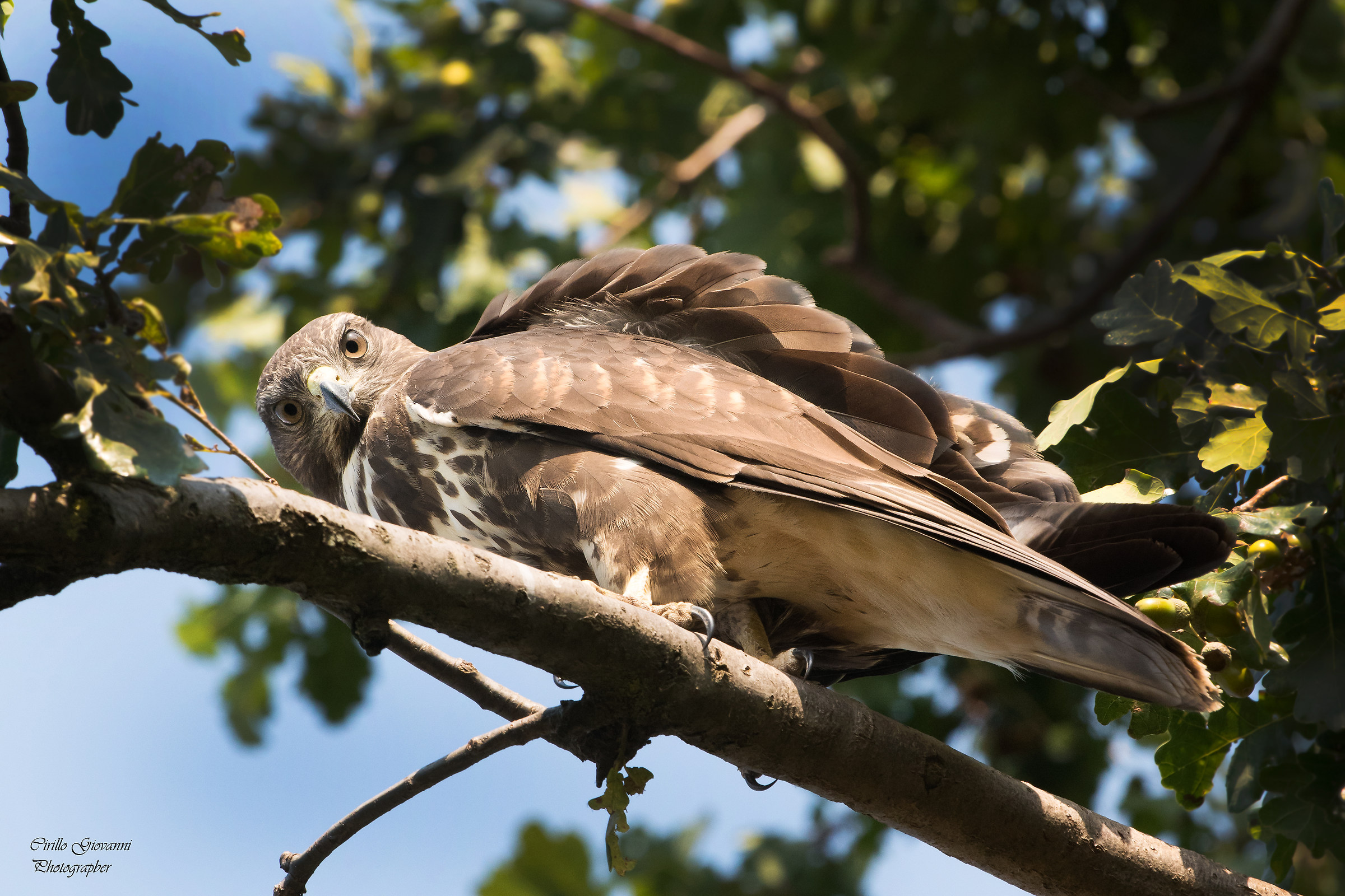 Butieo buteo buzz ... to you for you