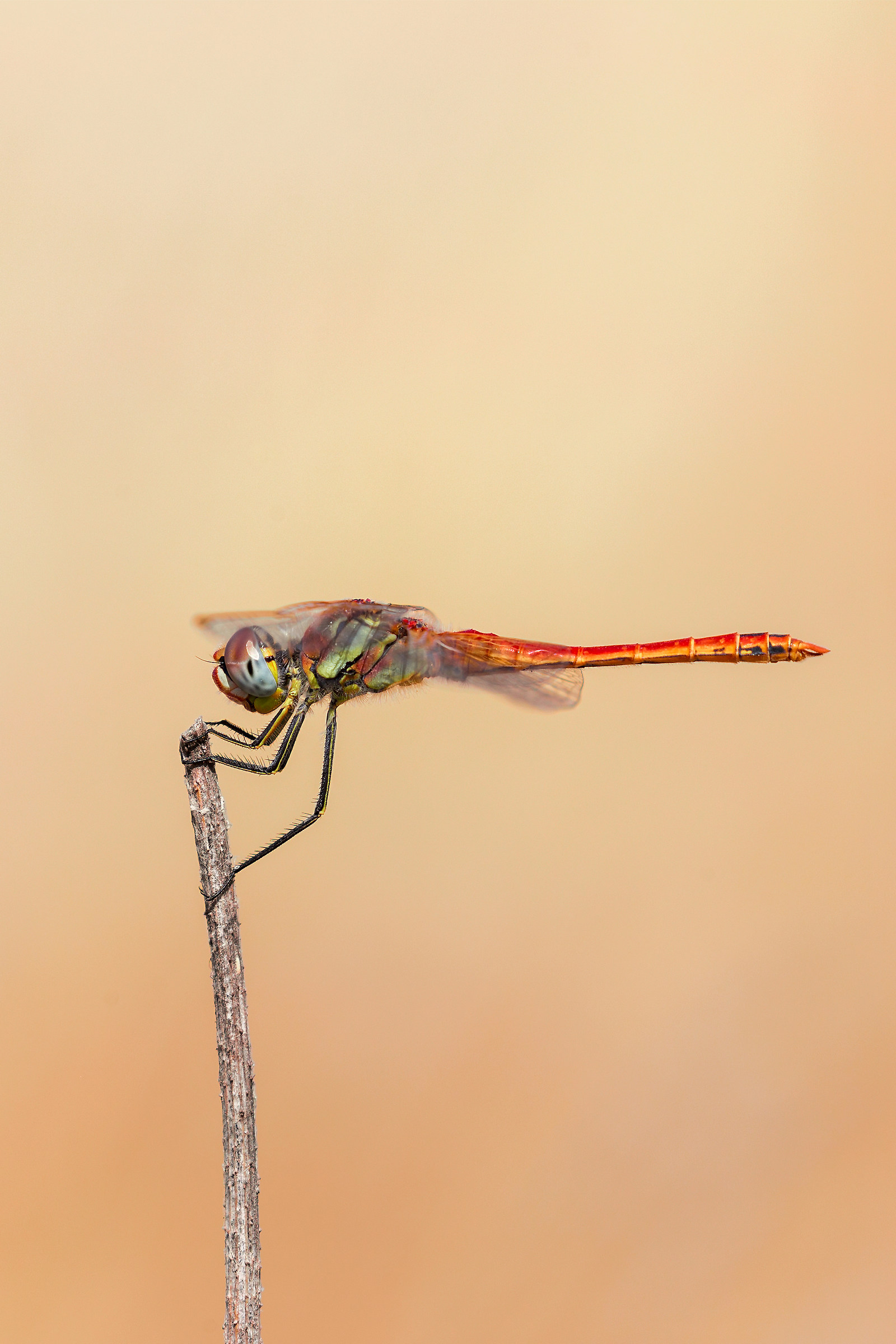 Libellula 1