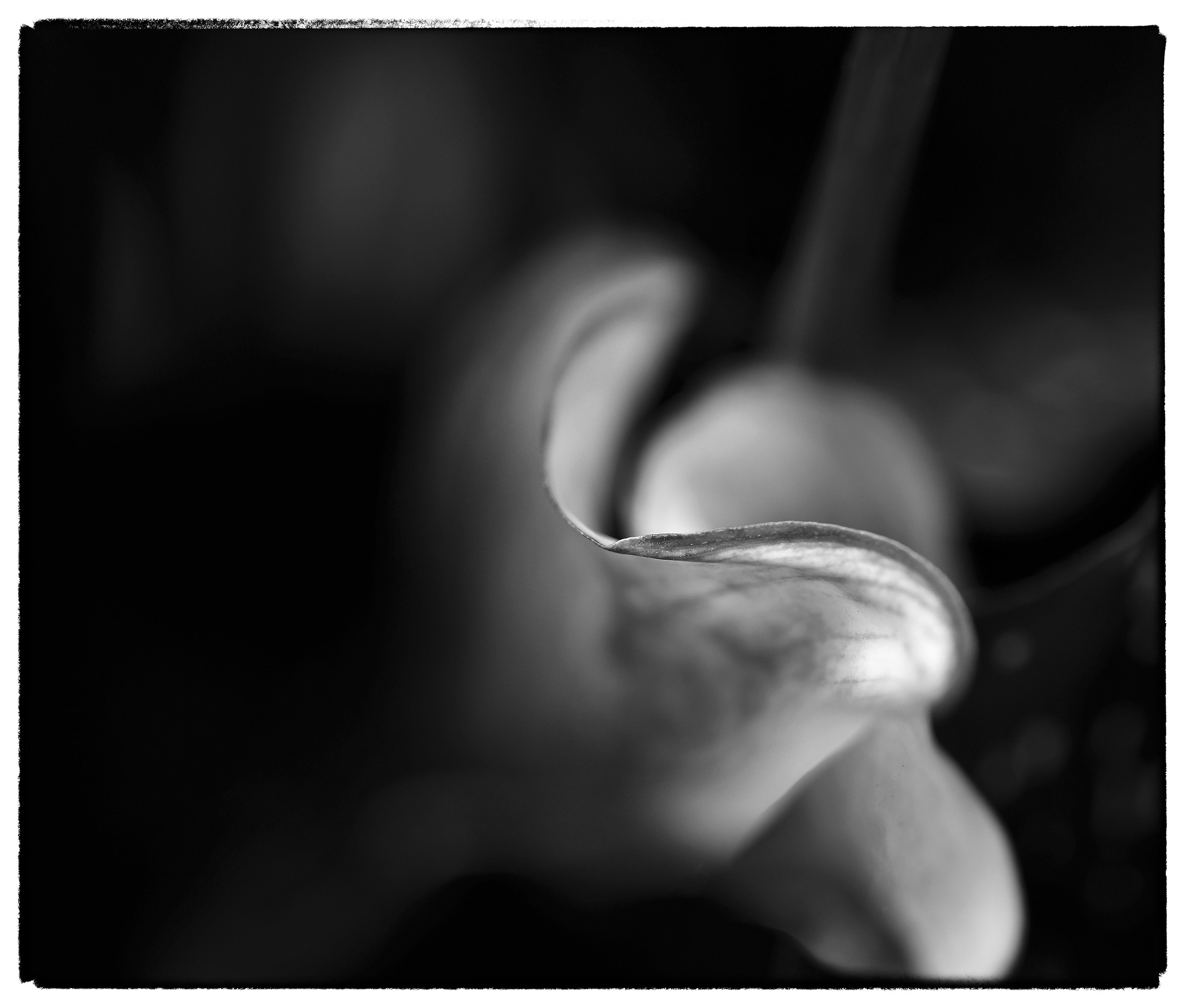 particolare calla in fiore