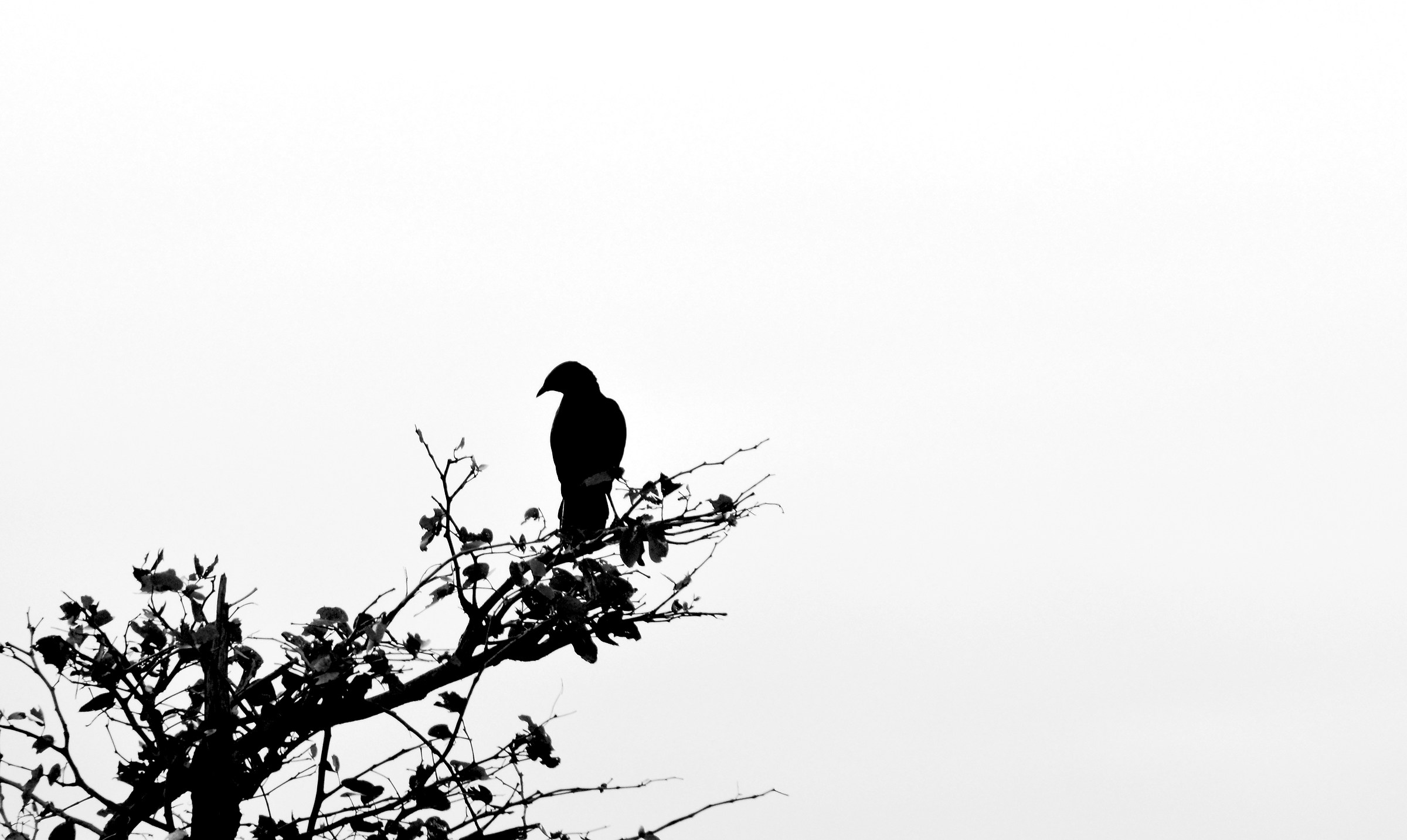Bird silhouette