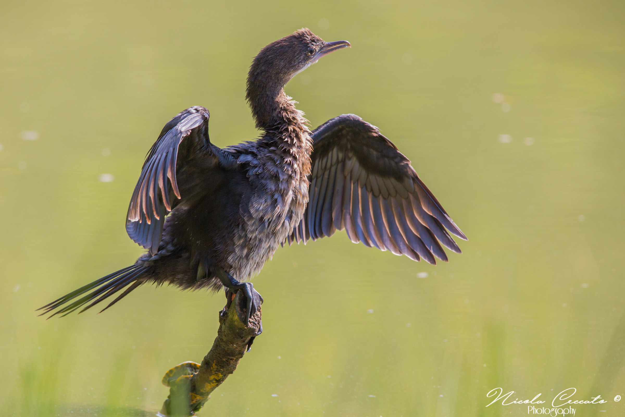 Plumage drying