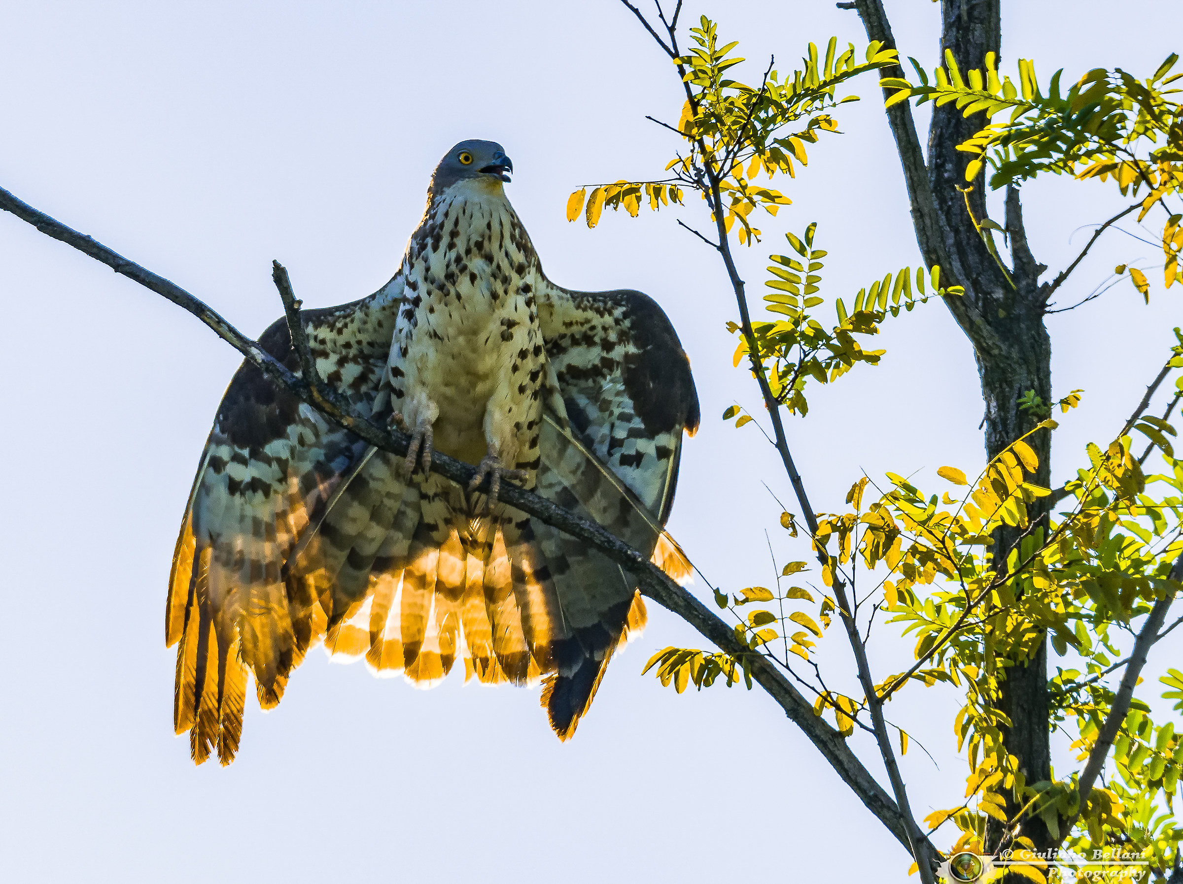 Falco Pecchiaiolo alle prime luci della giornata