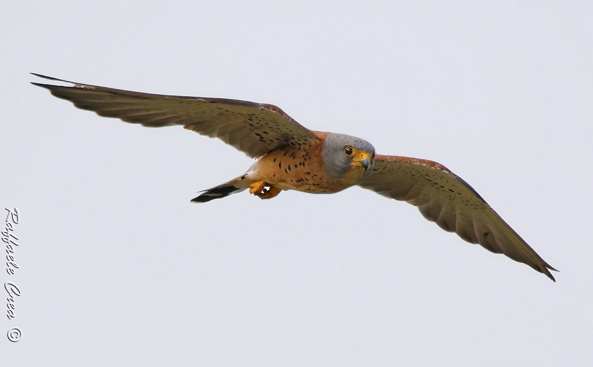Lesser Kestrel
