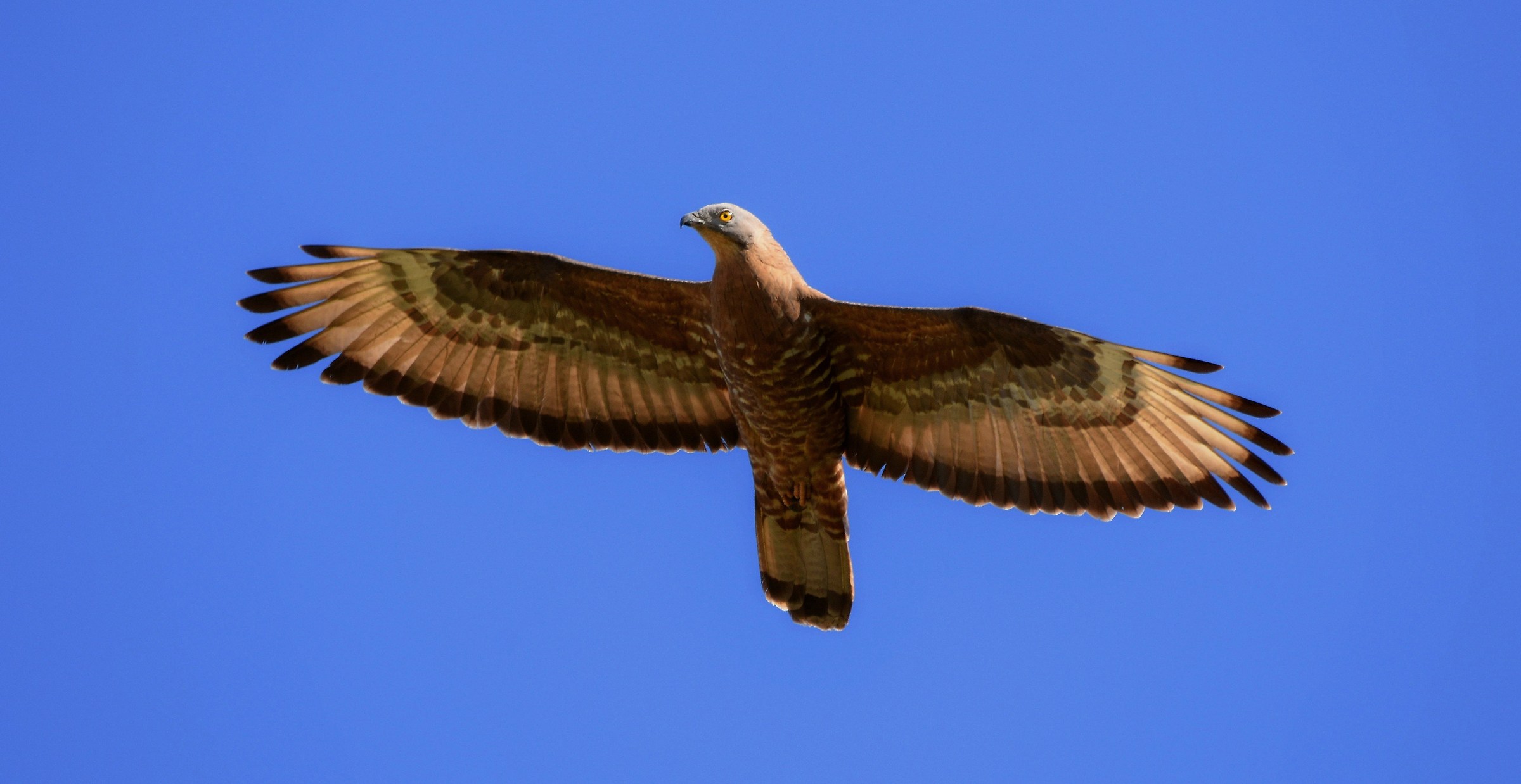 Falco Pecchiaiolo (Ad-M)
