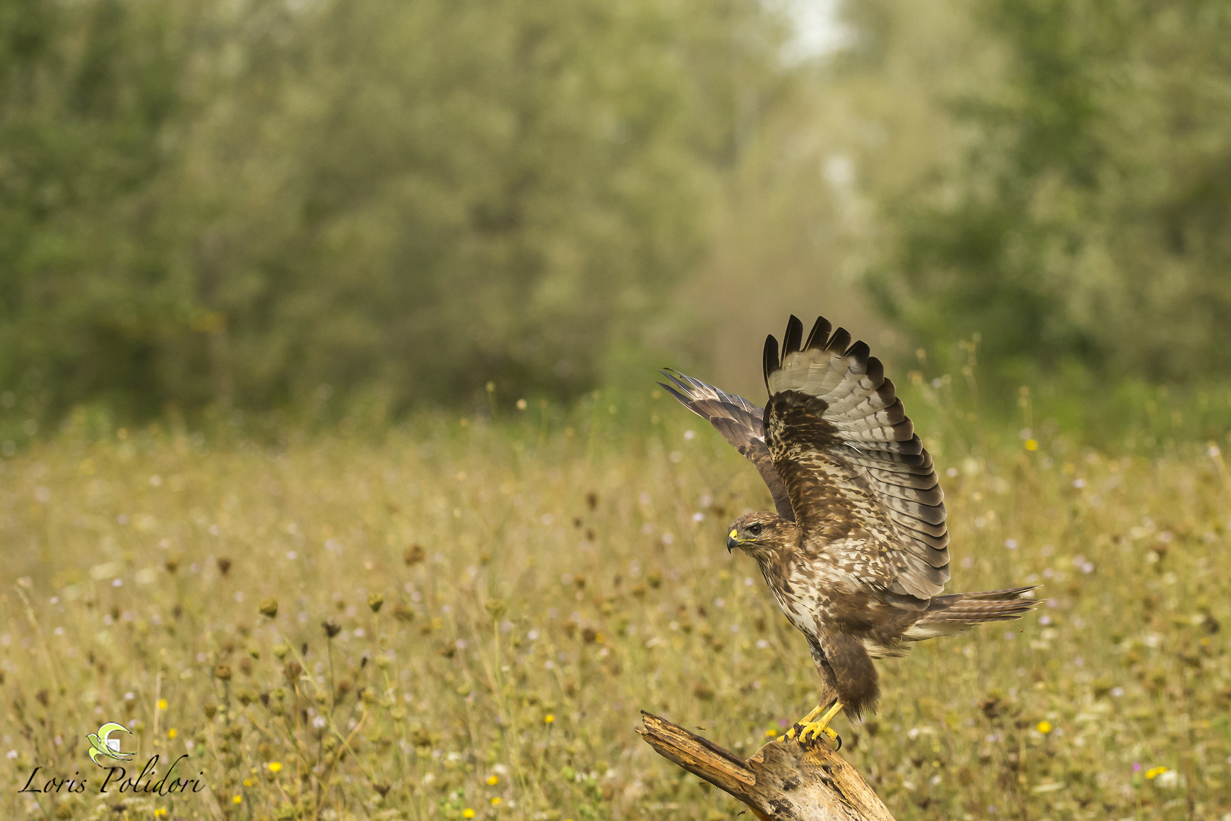 buzzard