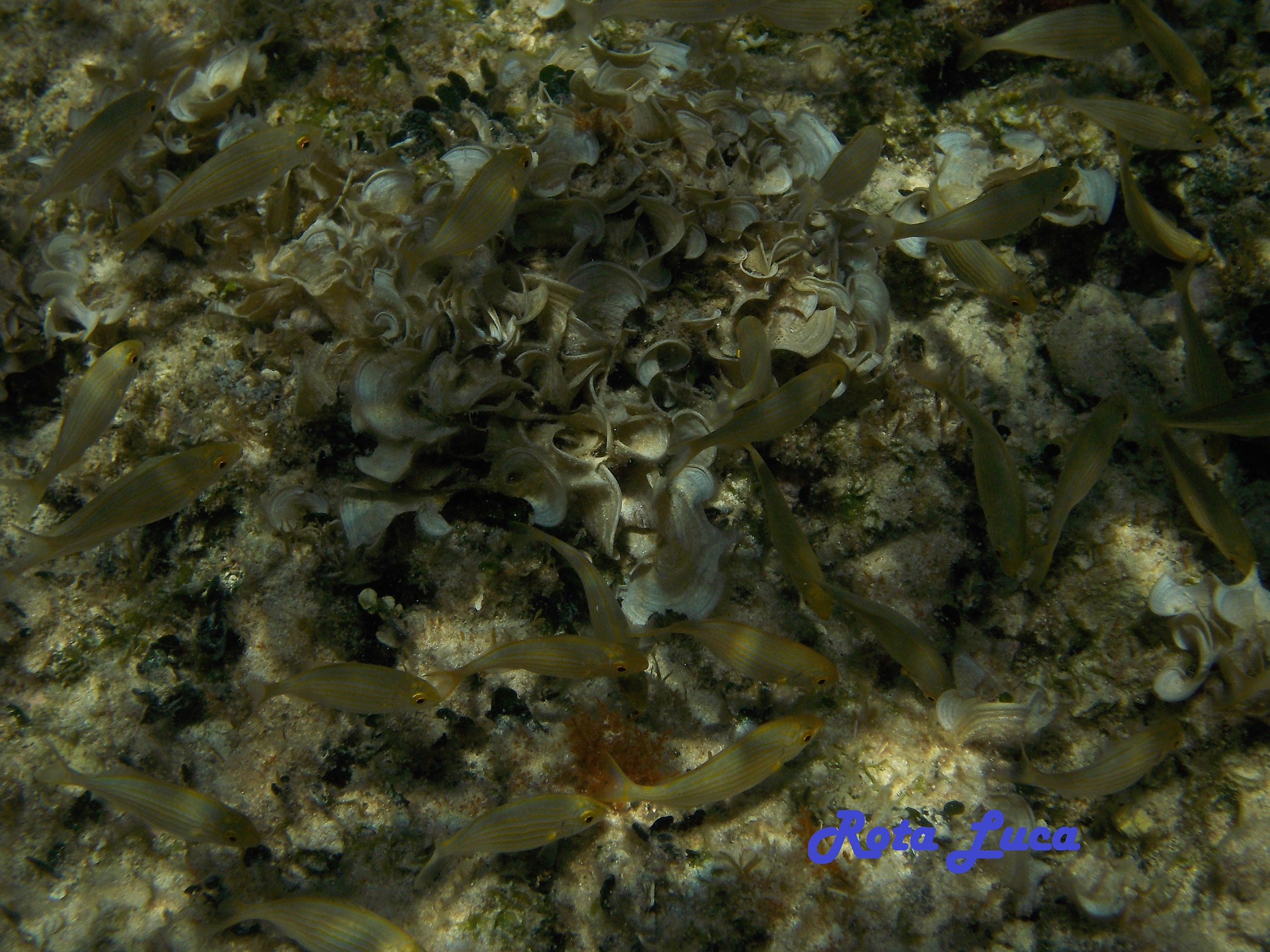 Piccolo acquario della Puglia