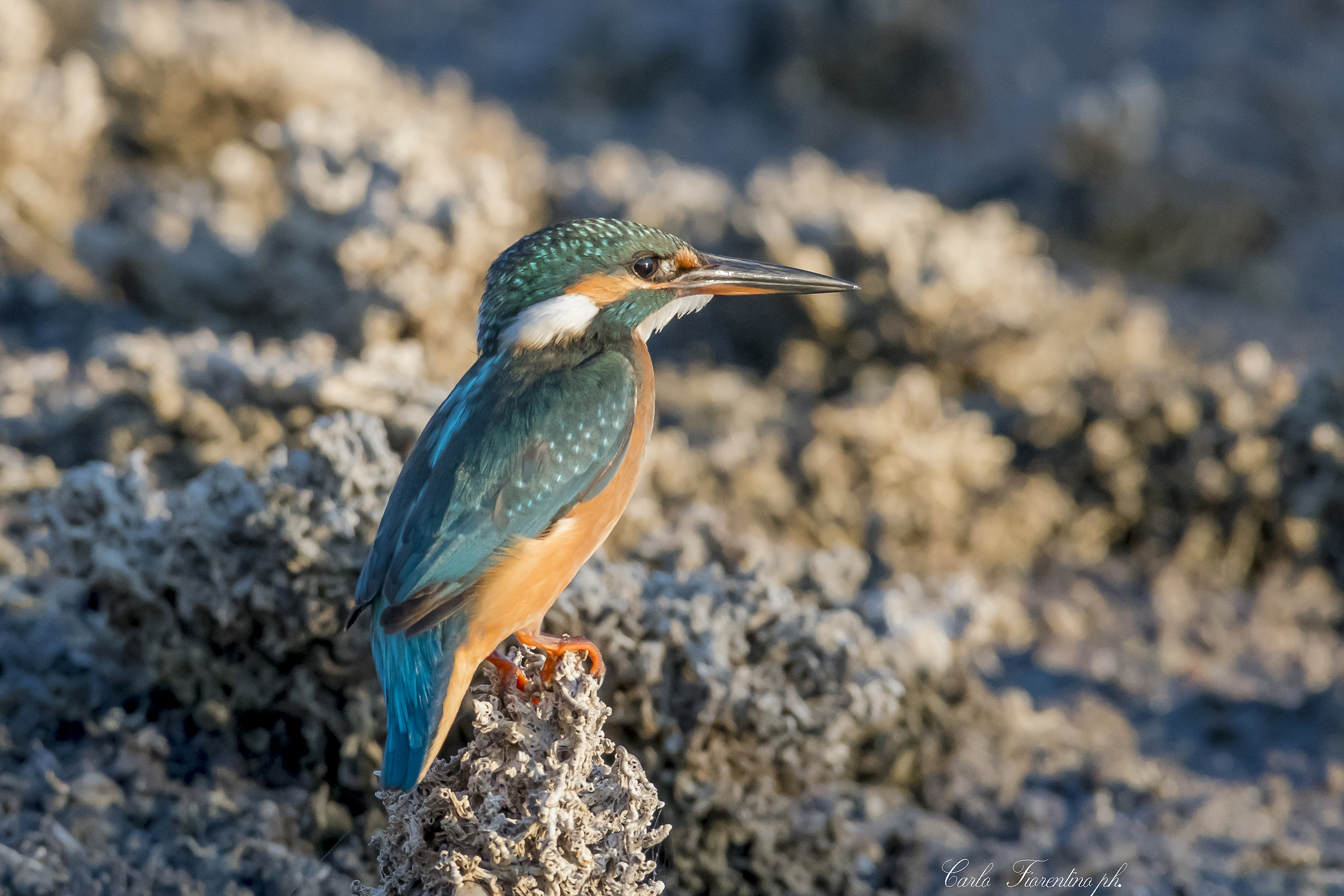 Martin Pescatore ( Alcedo atthis ) Oasi wwf. Le Cesine