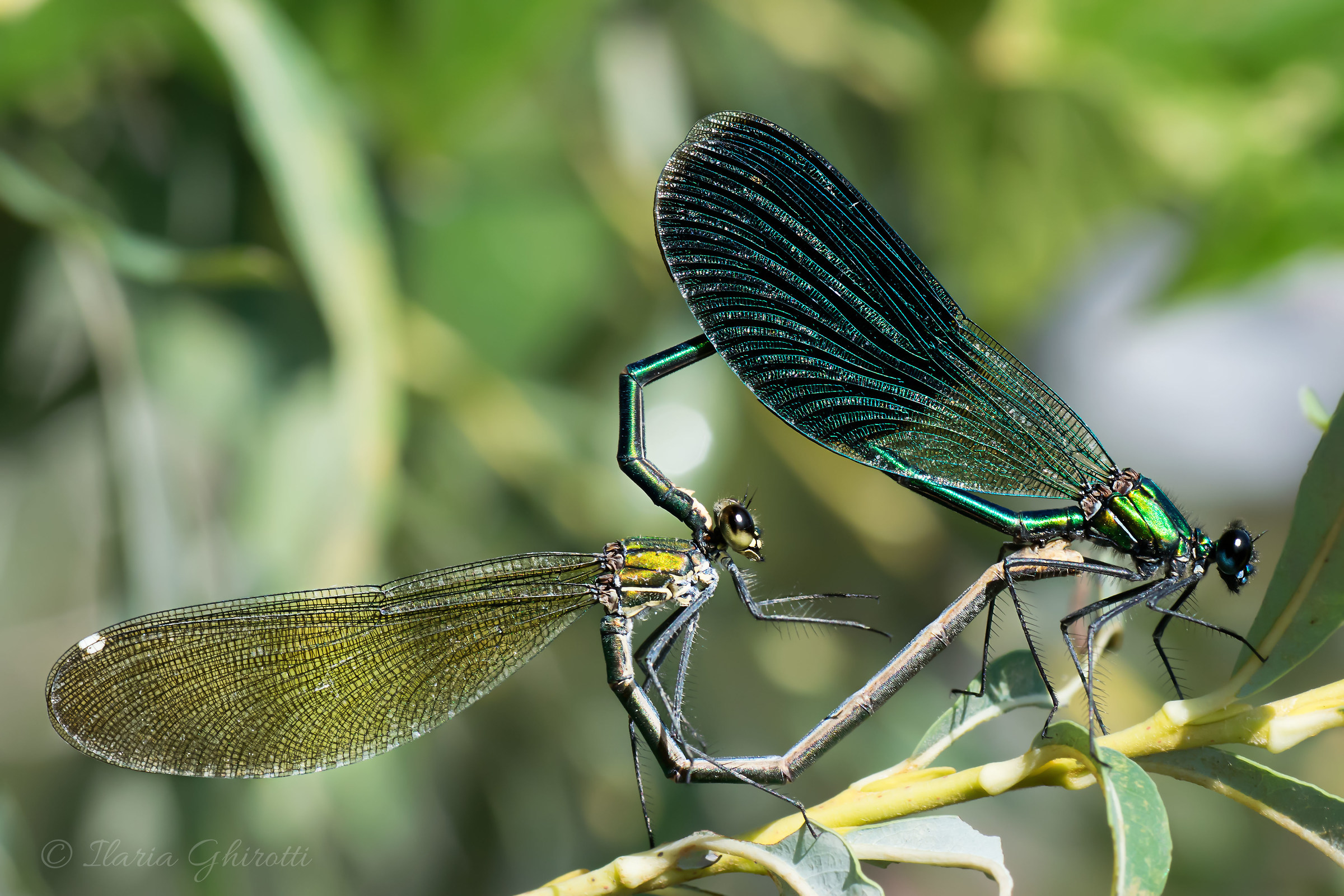 Coupling Calopteryx Splendens