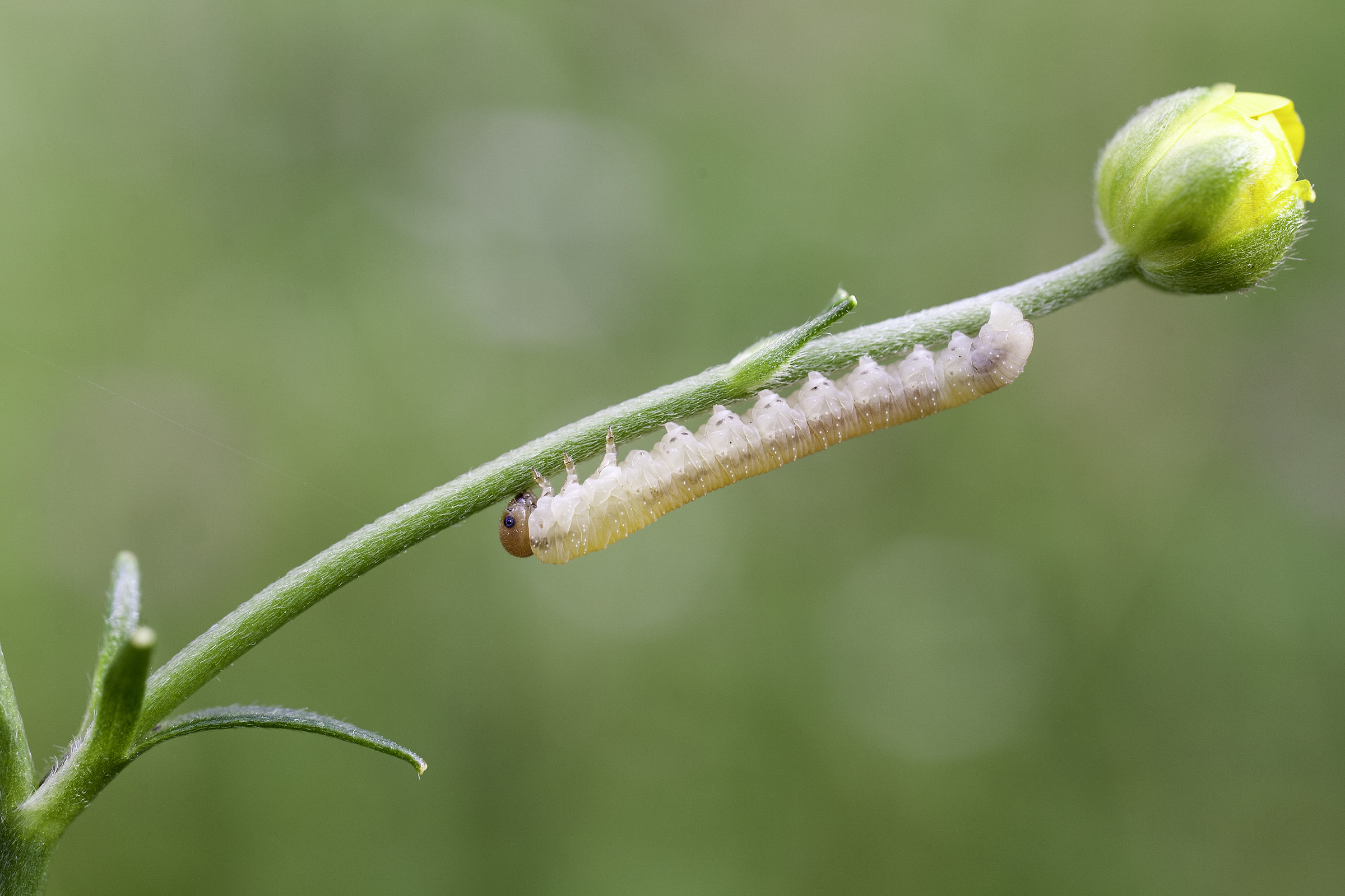 Caterpillar