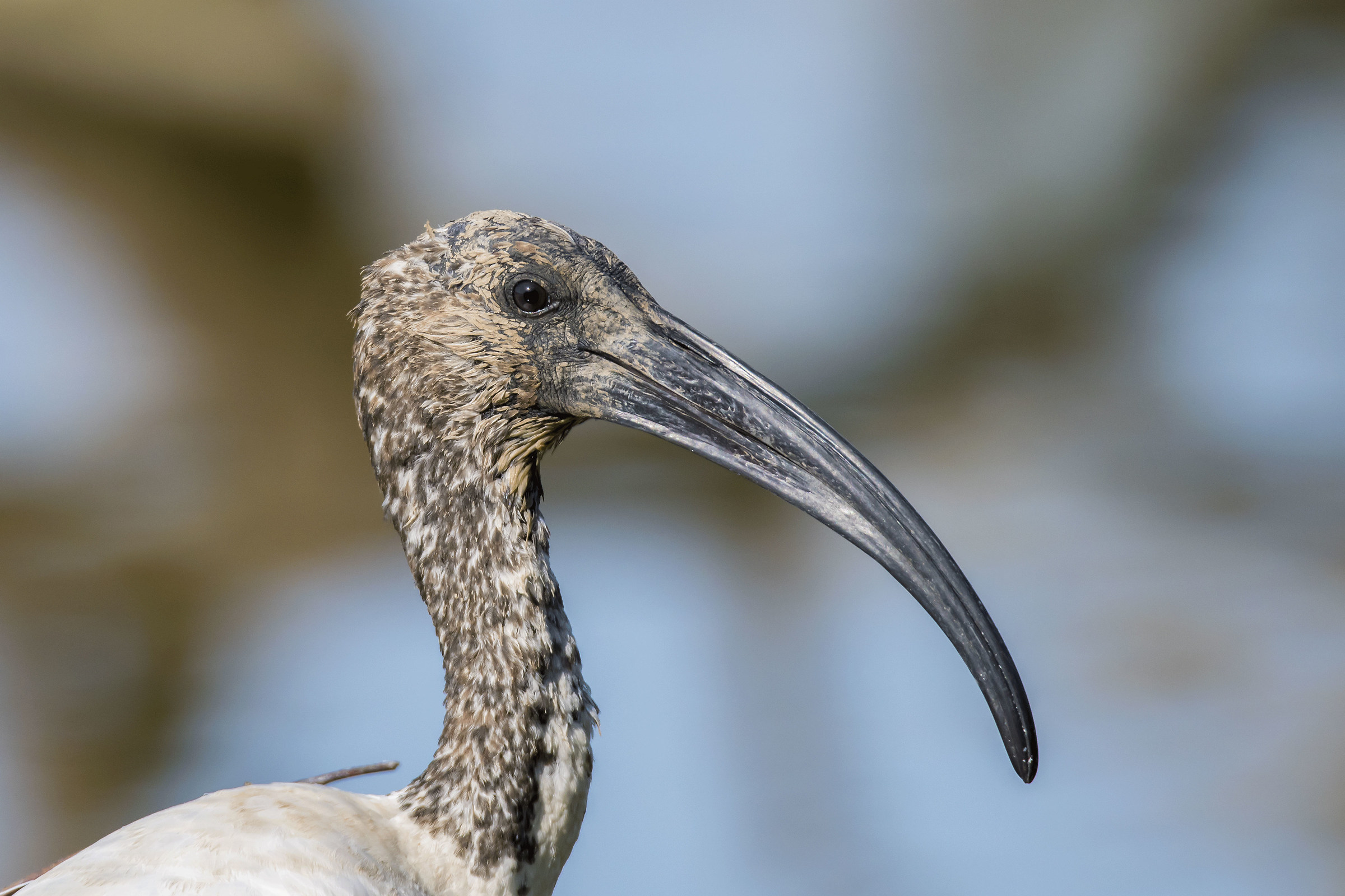 Sacred ibis portrait absolutely hd