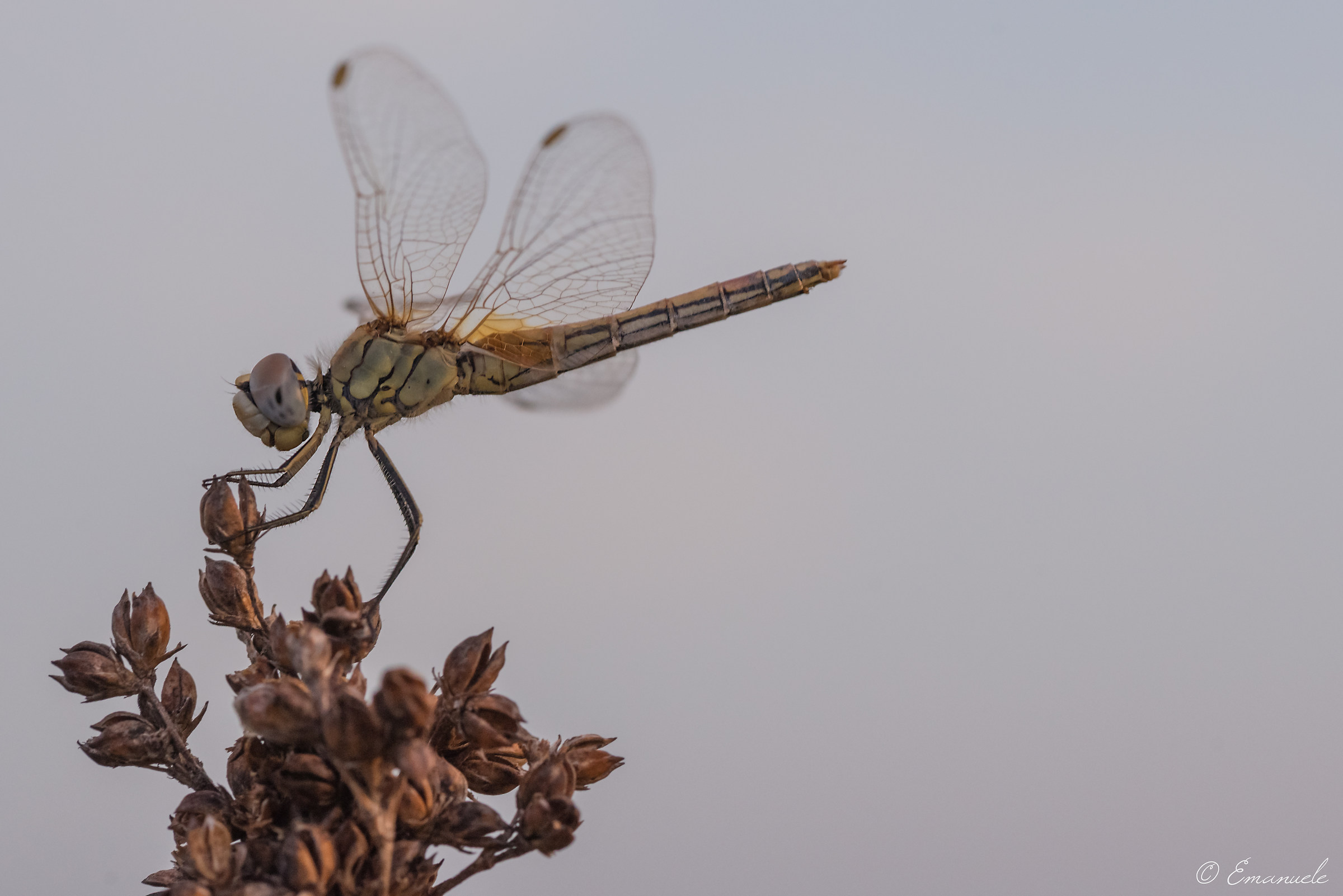 Sympetrum Sanguineum