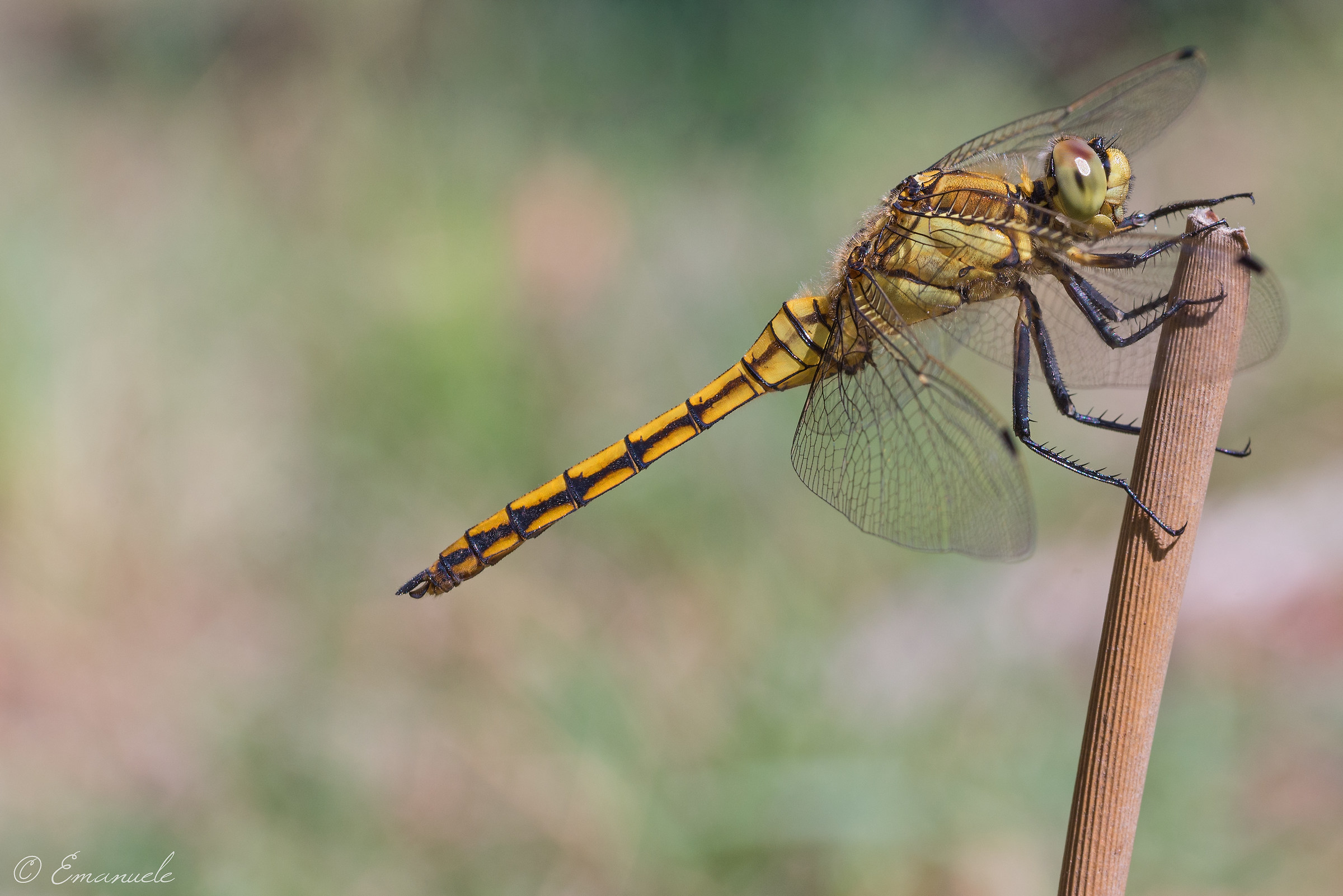 Sympetrum Sanguineum