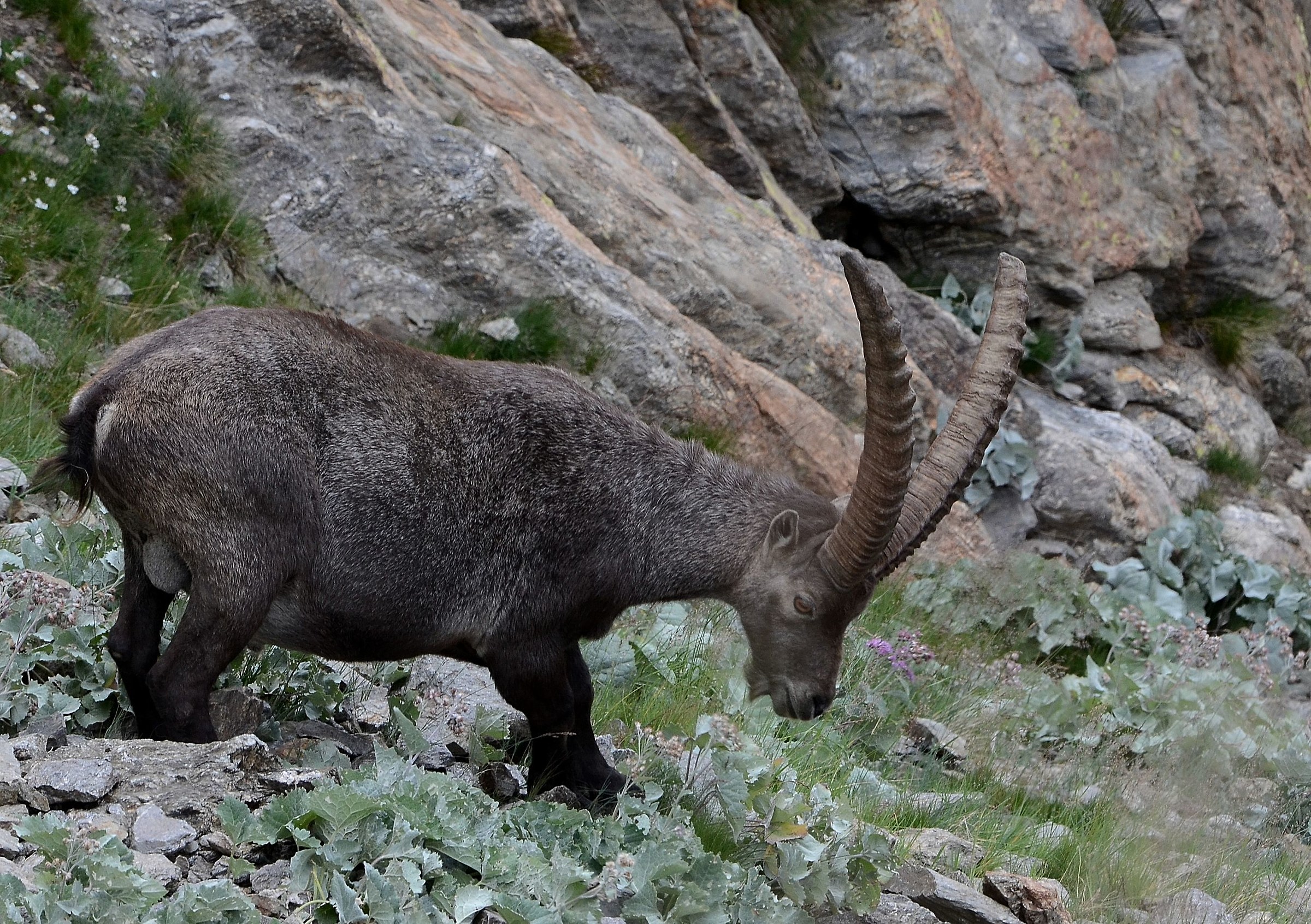 La maestosità dello stambecco