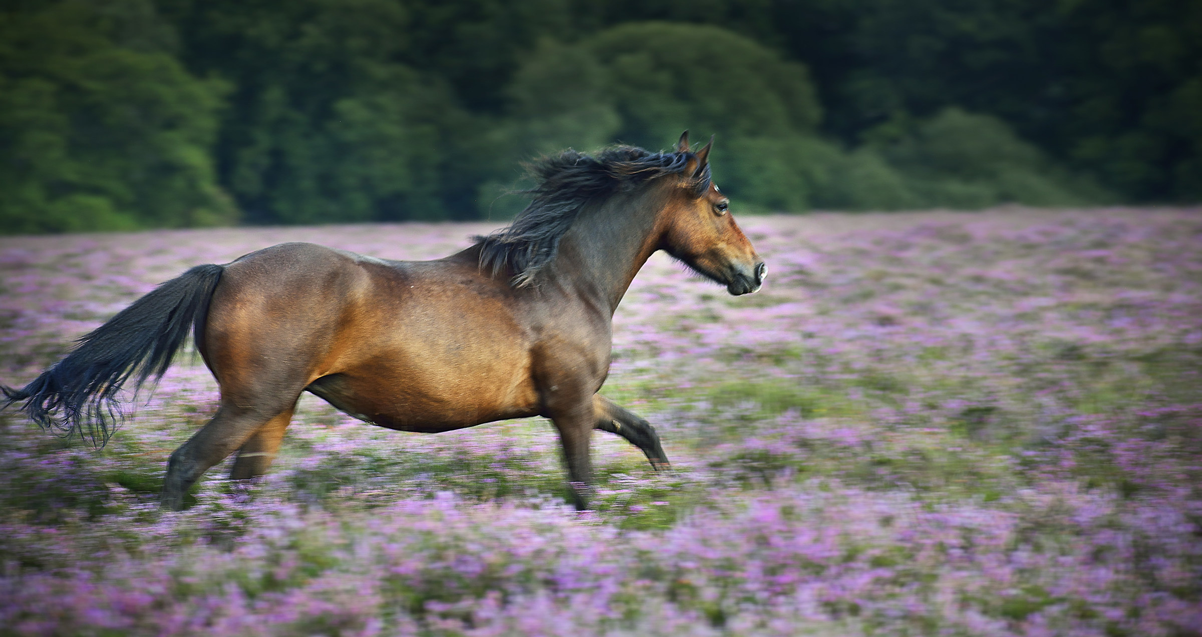 Cantering through the New Forest Heather
