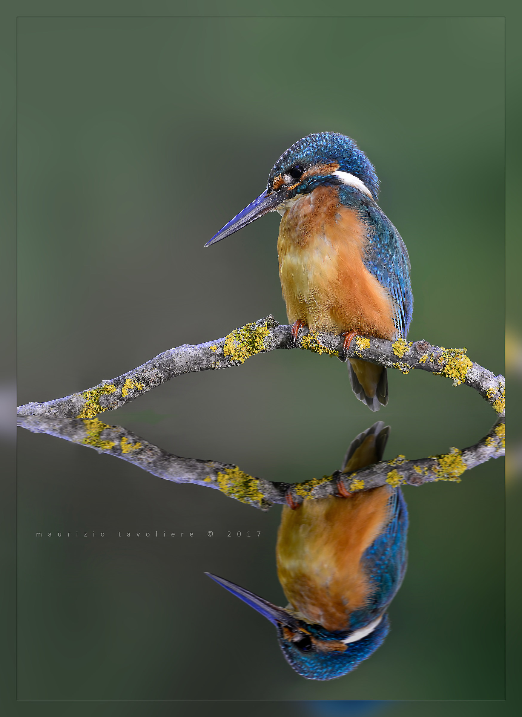 Riflessione di un martino (riflesso fatto in photoshop)