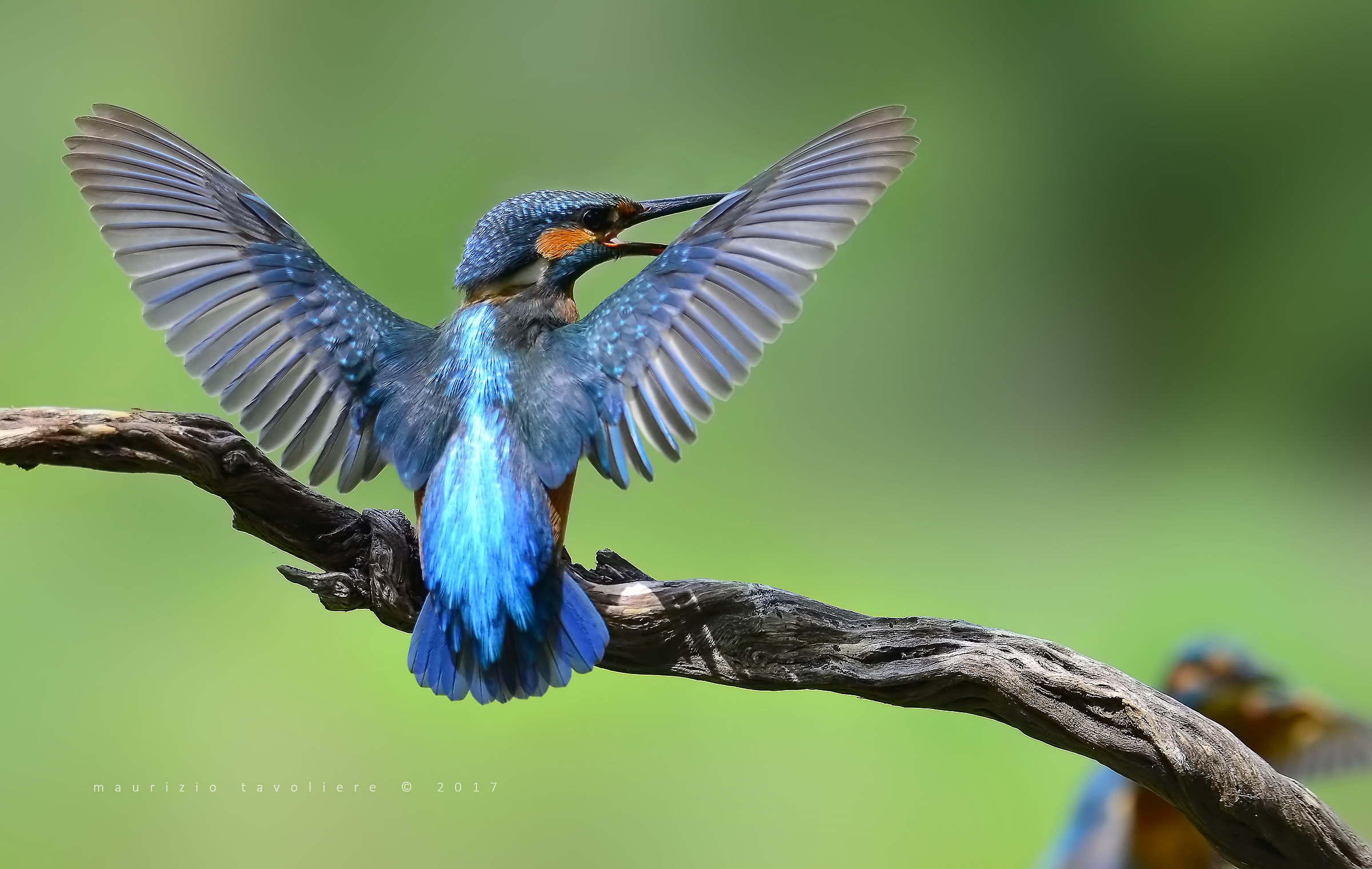 Il guardiano del trono ..
