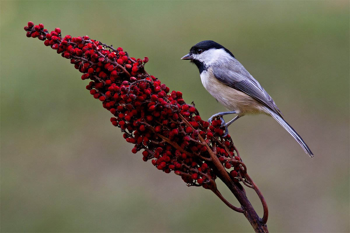 Chickadee