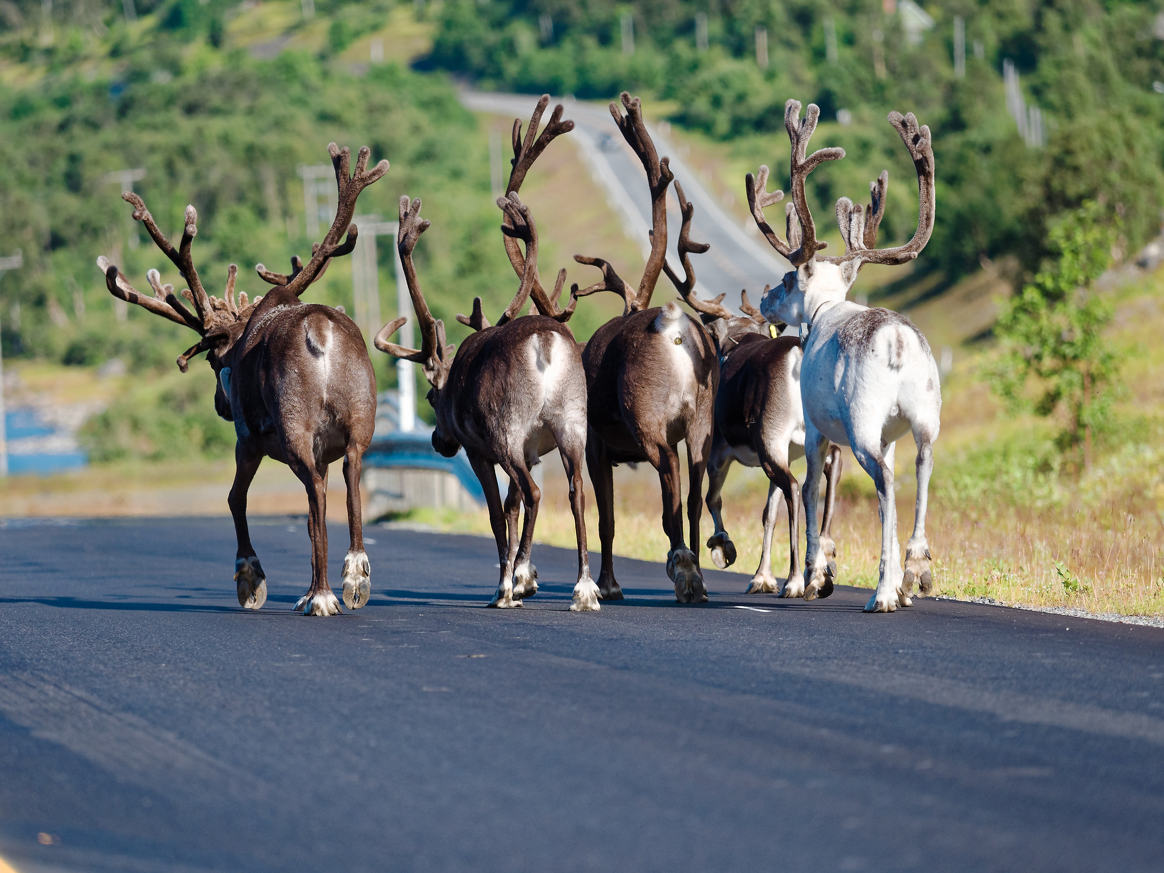 Passeggiata in compagnia