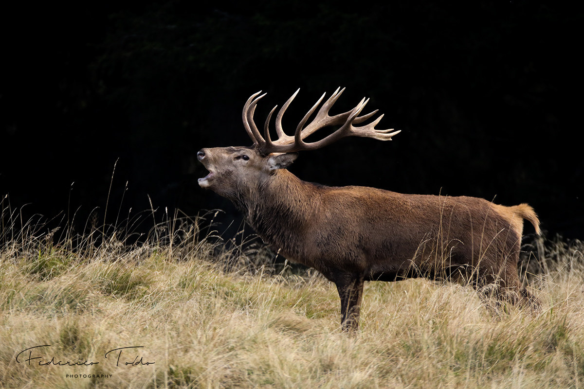 The King's Heartfelt