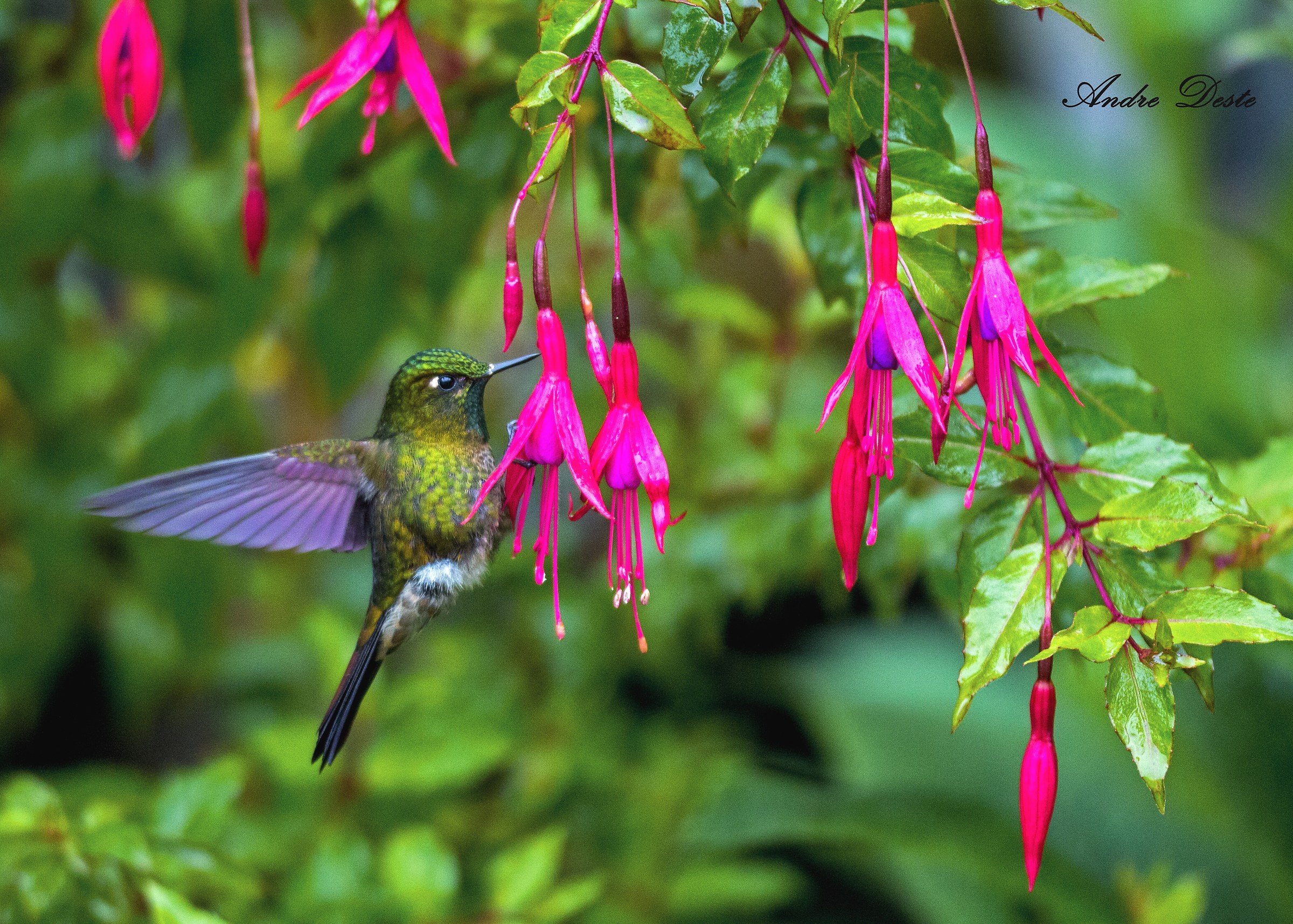 The flight of the hummingbird ... a lightning strike