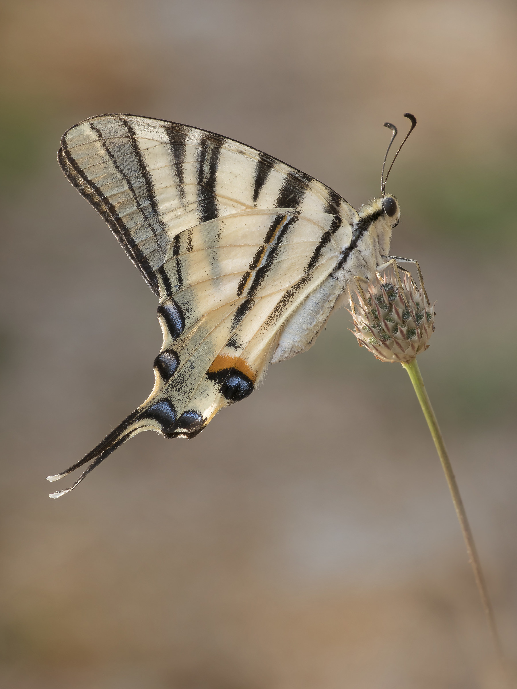 Iphiclides podalirius (Linnaeus, 1758)