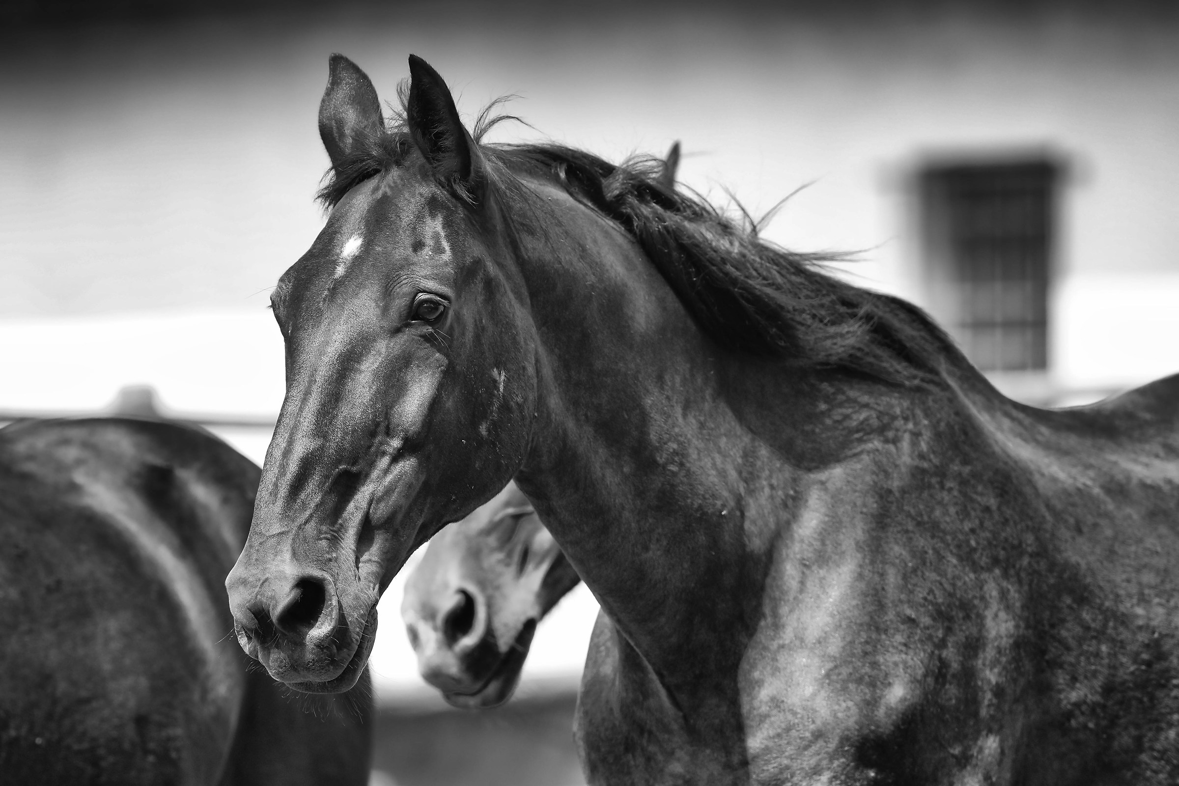 Maremmano park Uccellina