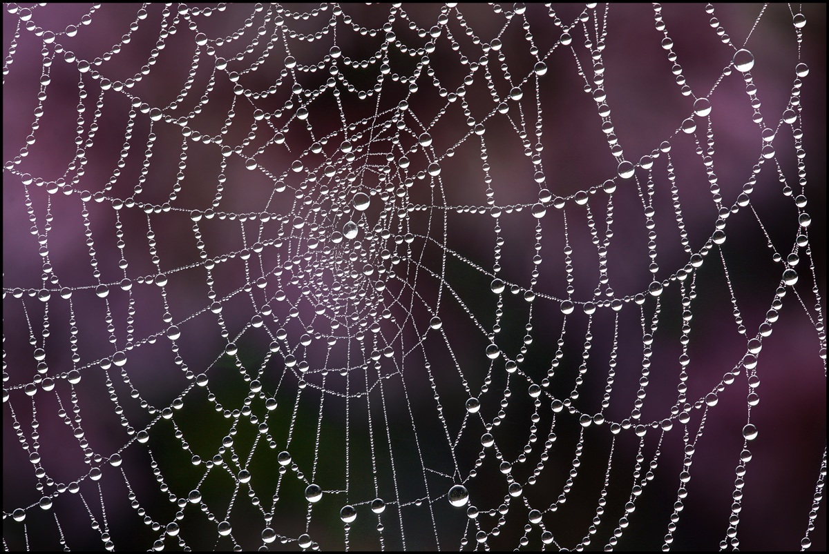 Spider web