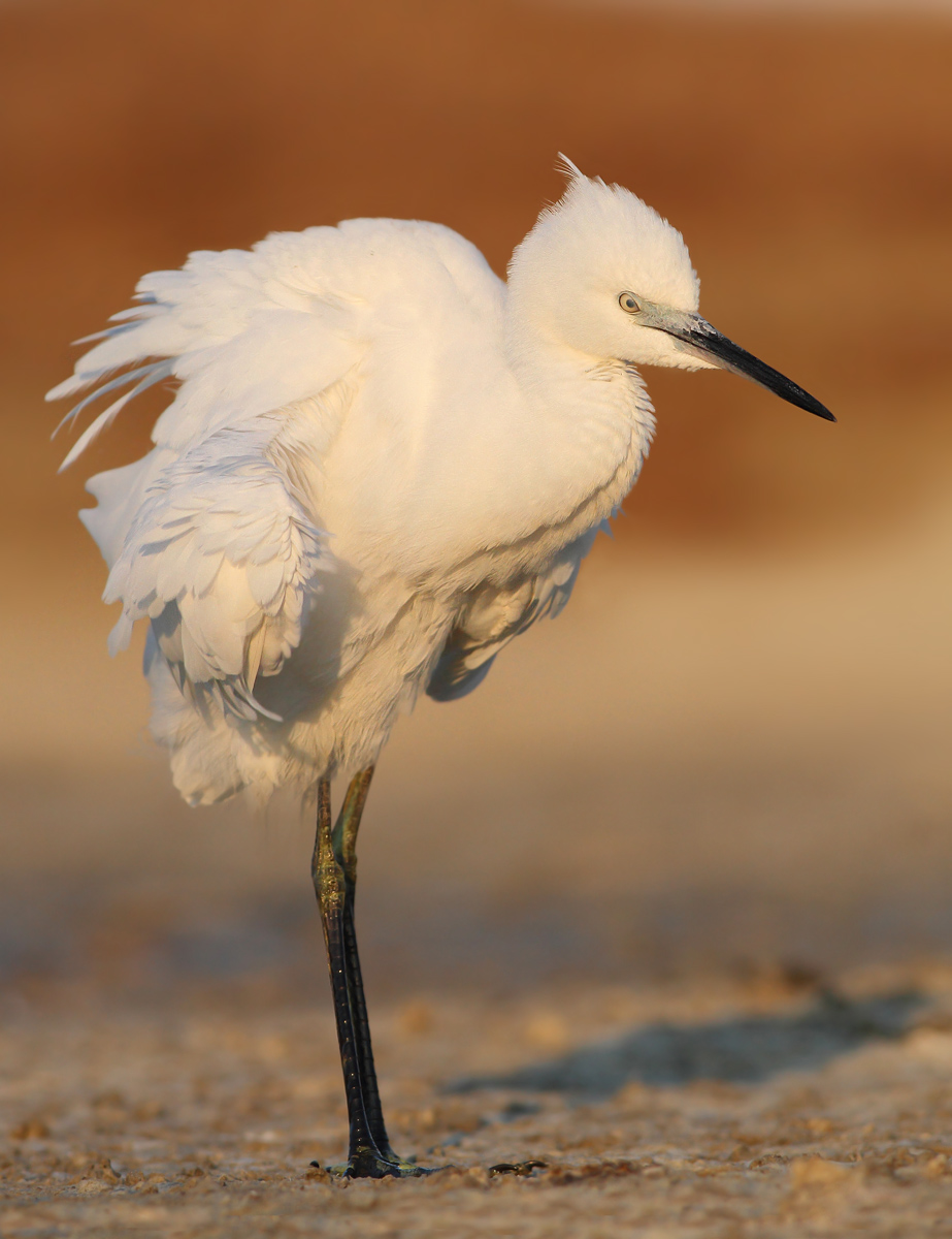 Egret