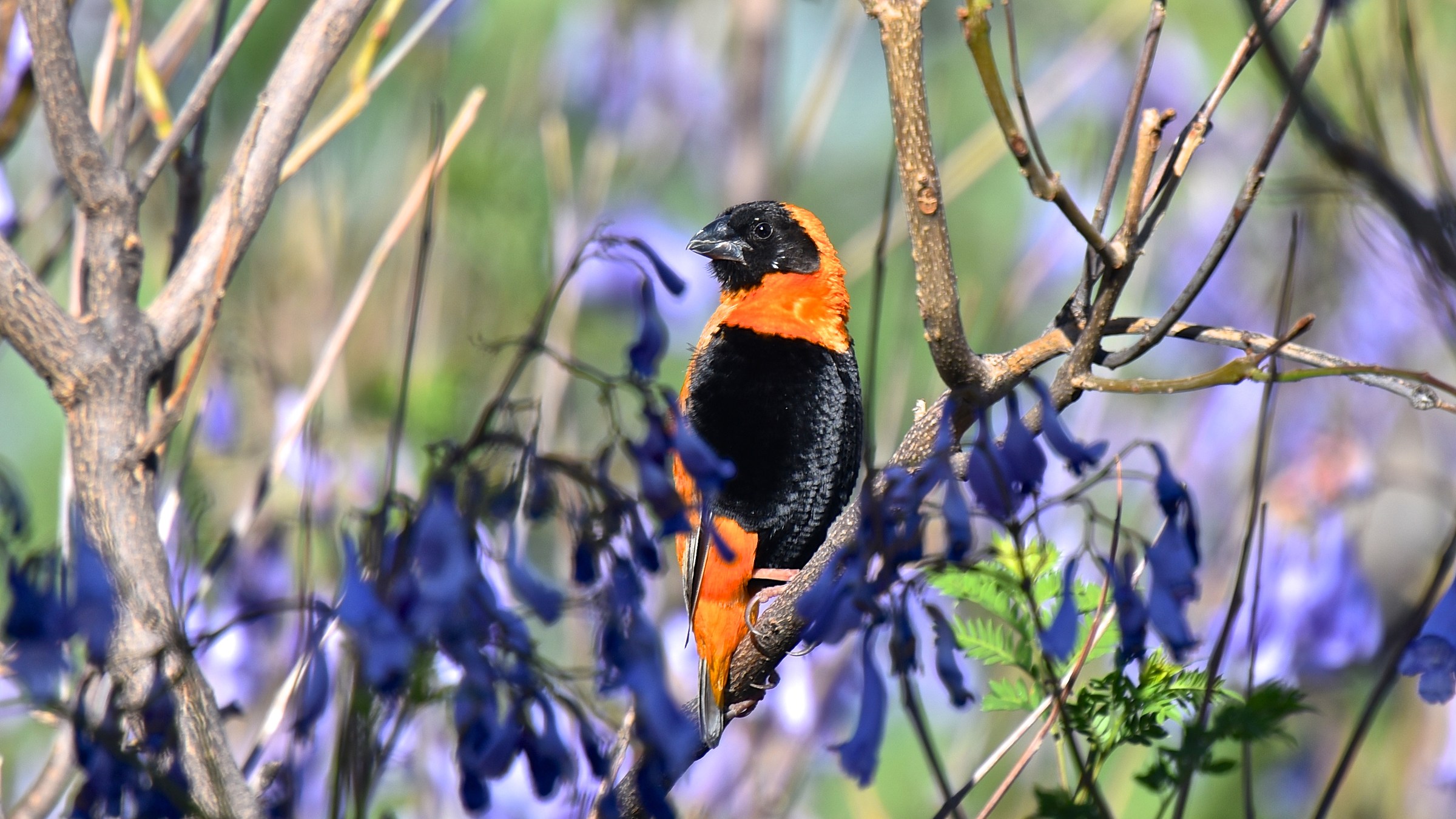 Southern red bishop namibia