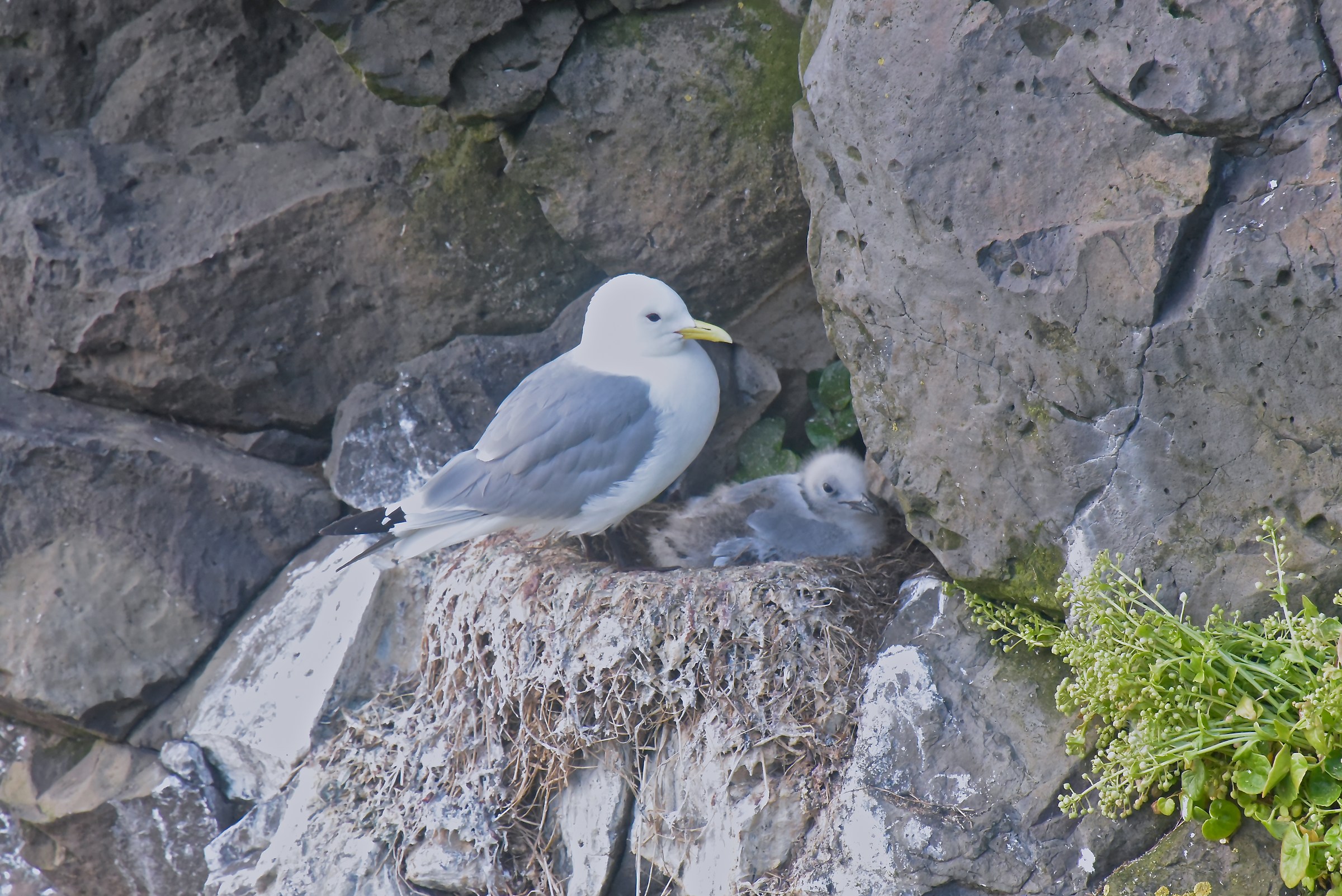 Kittiwake on EST island nest