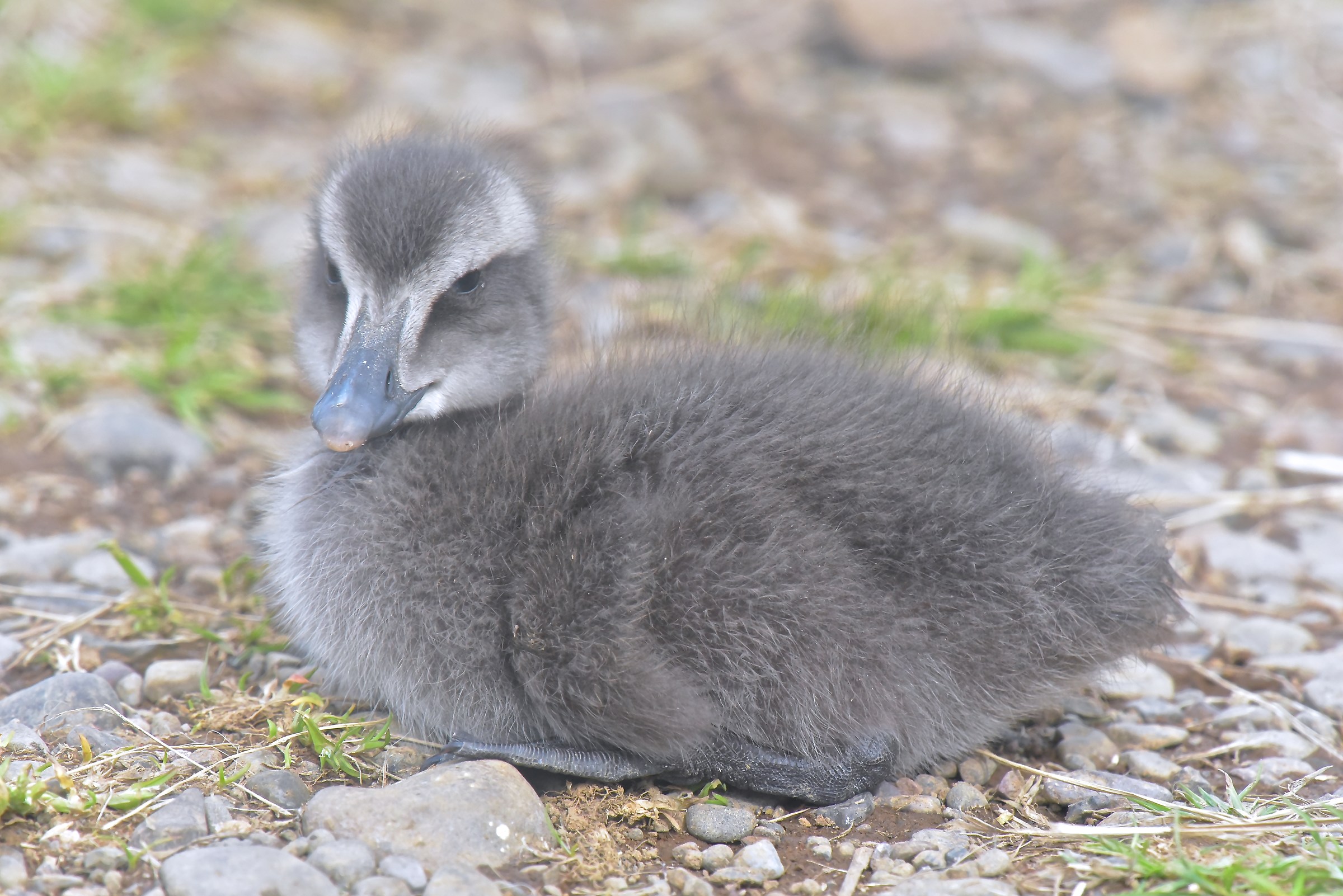 Small of common edredone EST islanda