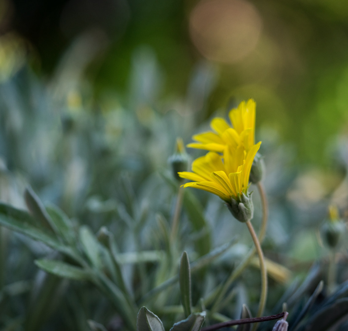 in un giardino al mare