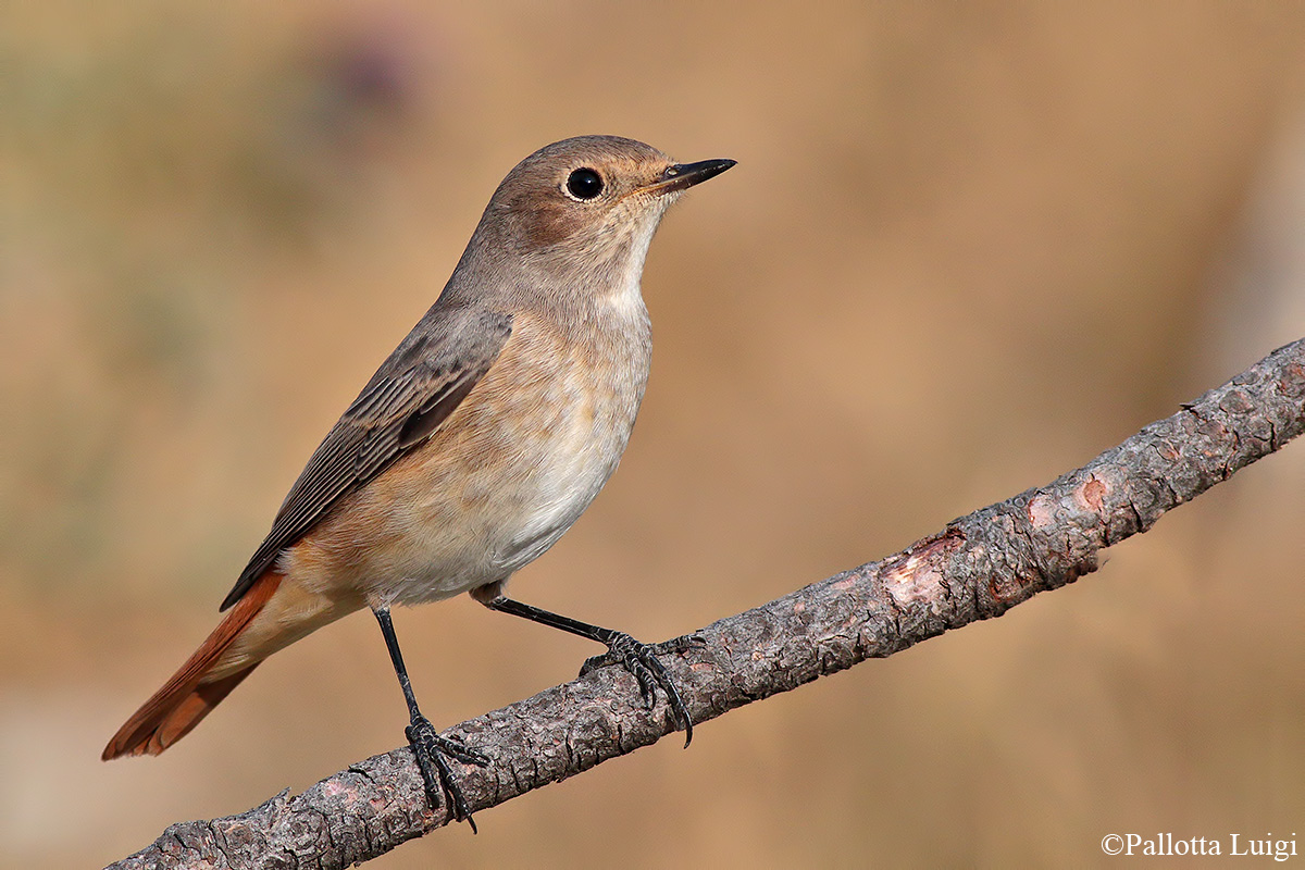 Codirosso (Phoenicurus phoenicurus)