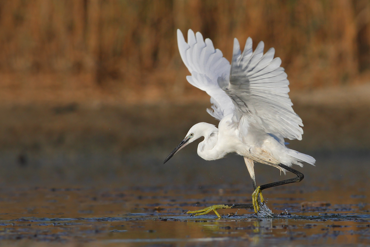 Egret