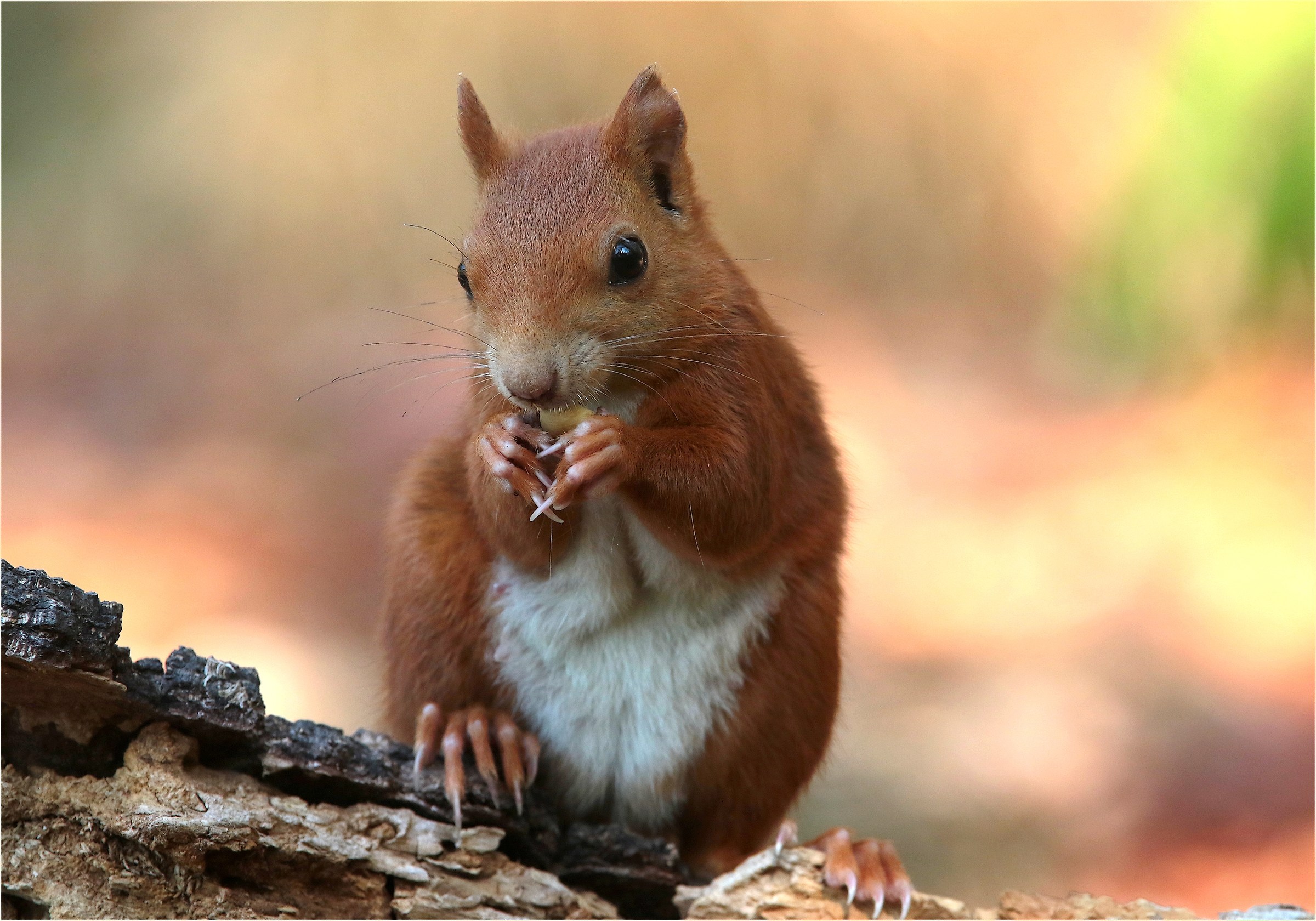 "The ever closer woman"