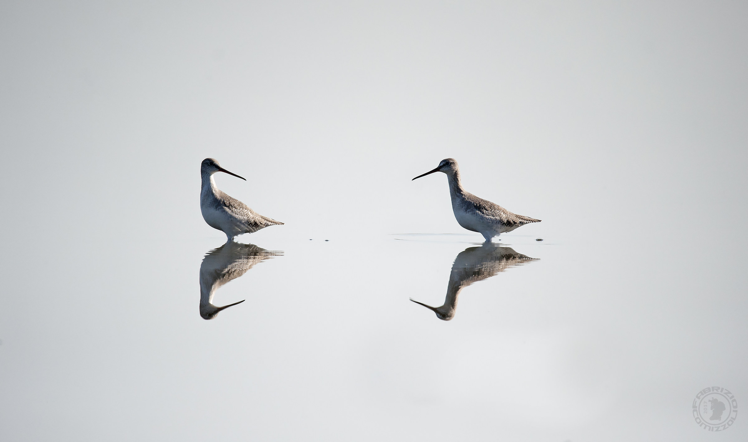 Totano moro - Tringa erythropus