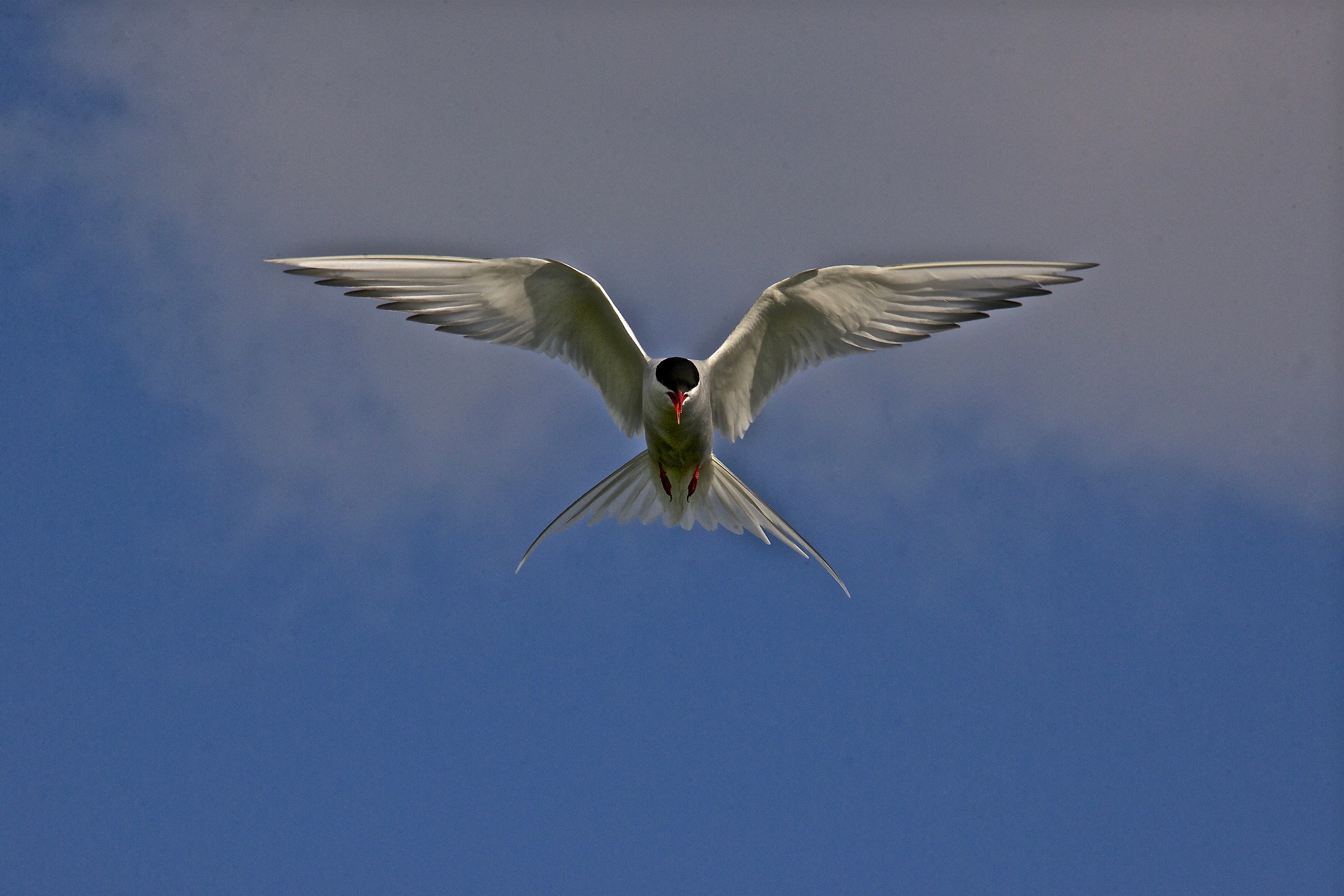 The defense of the nest. Arctic dung. Vigur island. Nw is