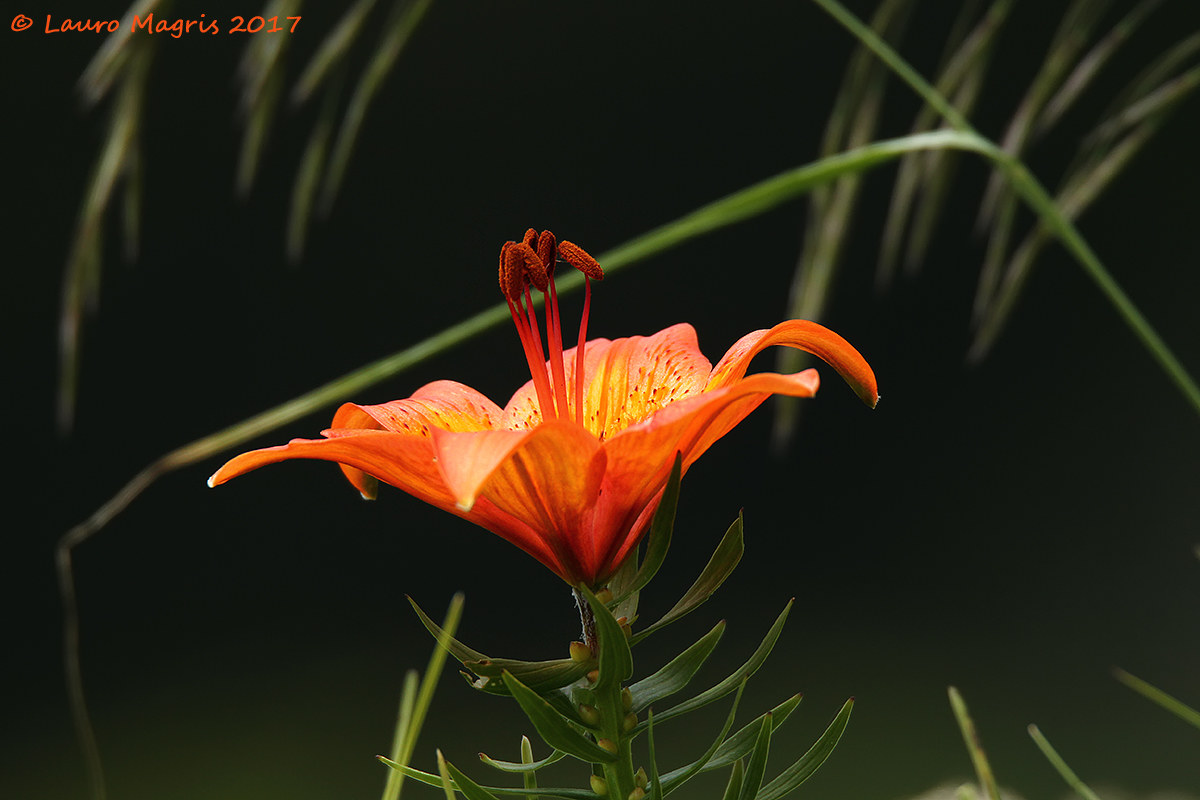 Giglio di San Giovanni