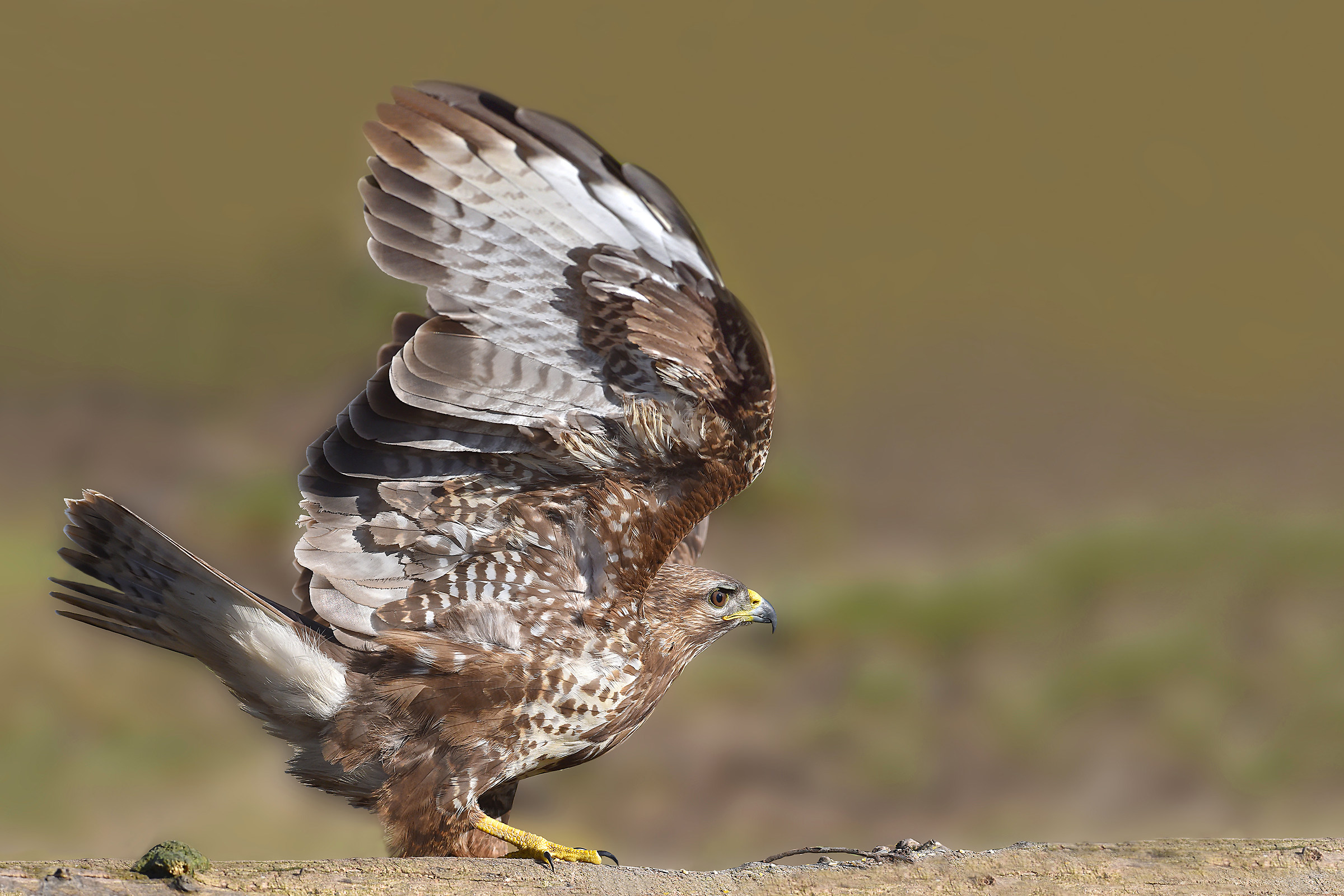 Feather Stories (Poiana)
