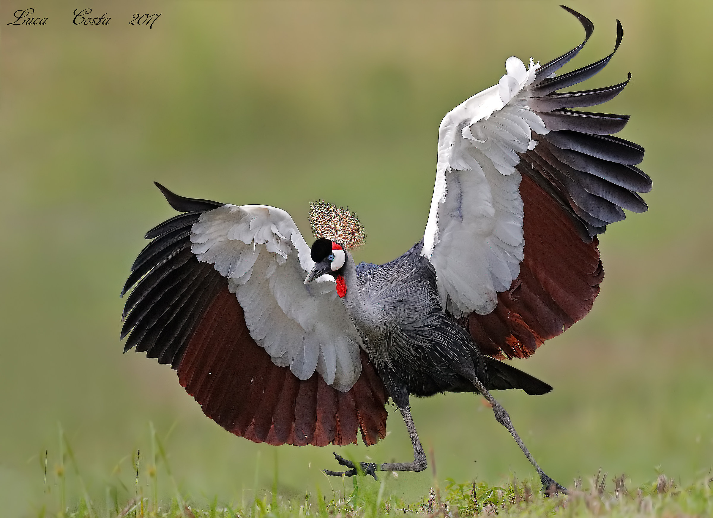 The Crowned Crane Dance