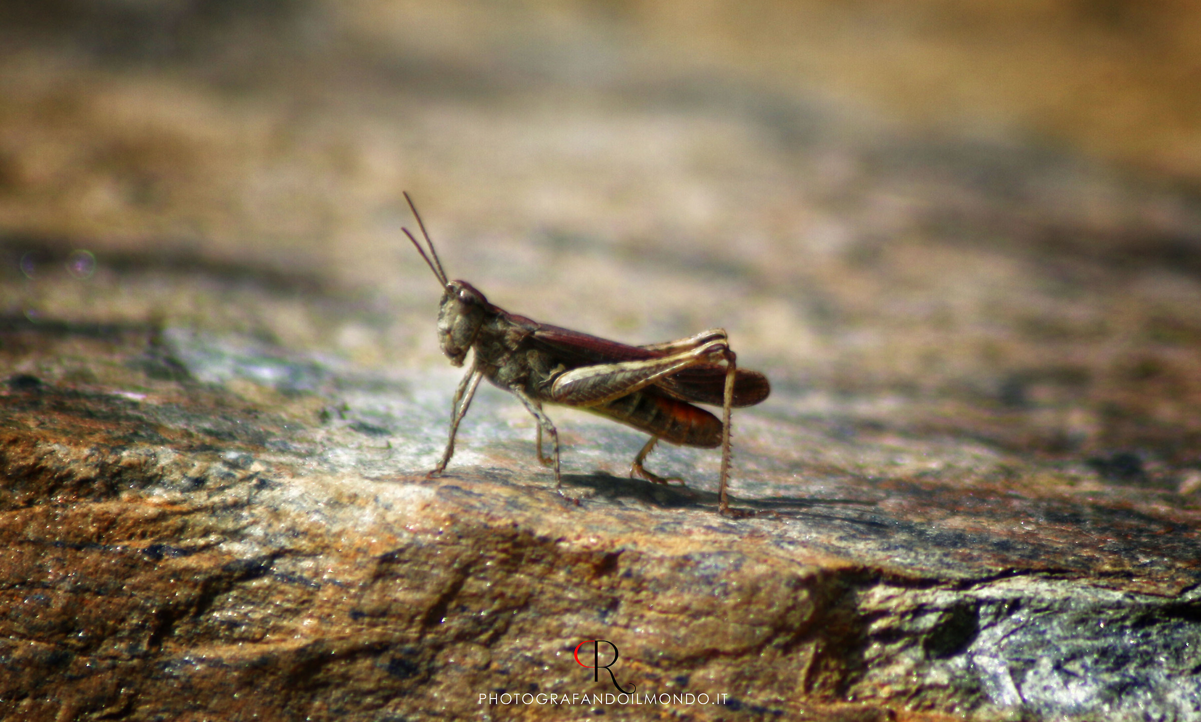 Grasshopper posing