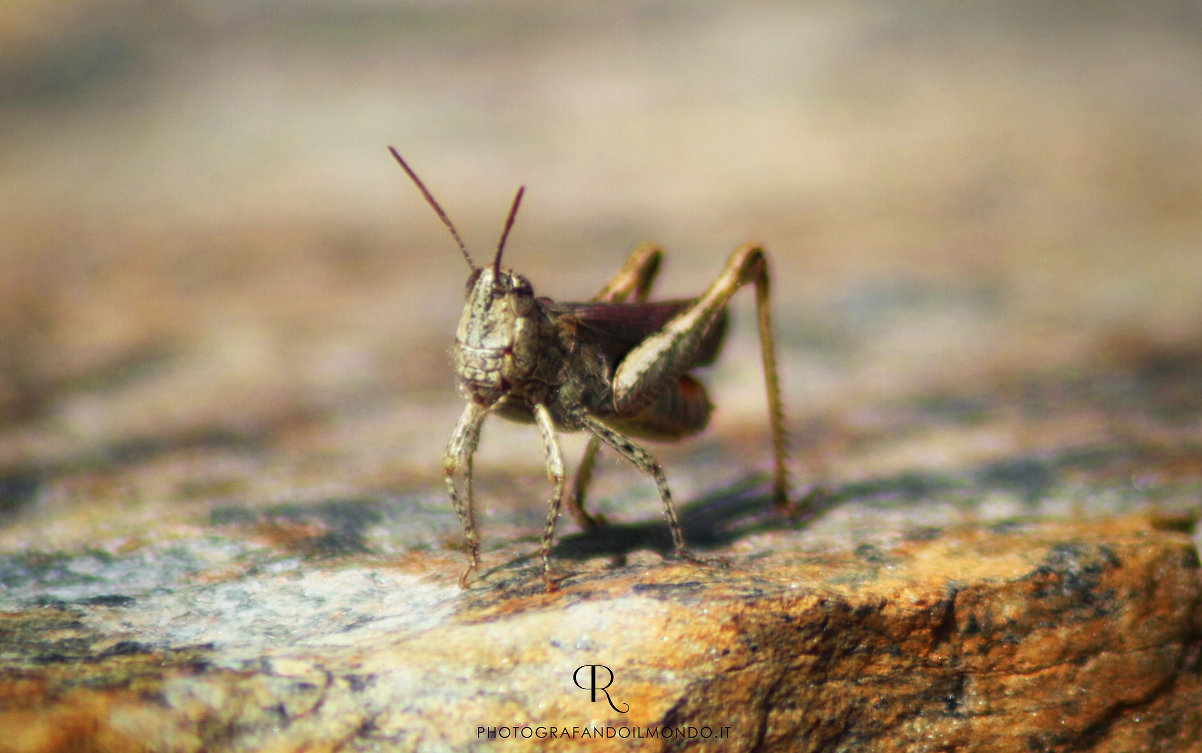 Grasshopper Portrait