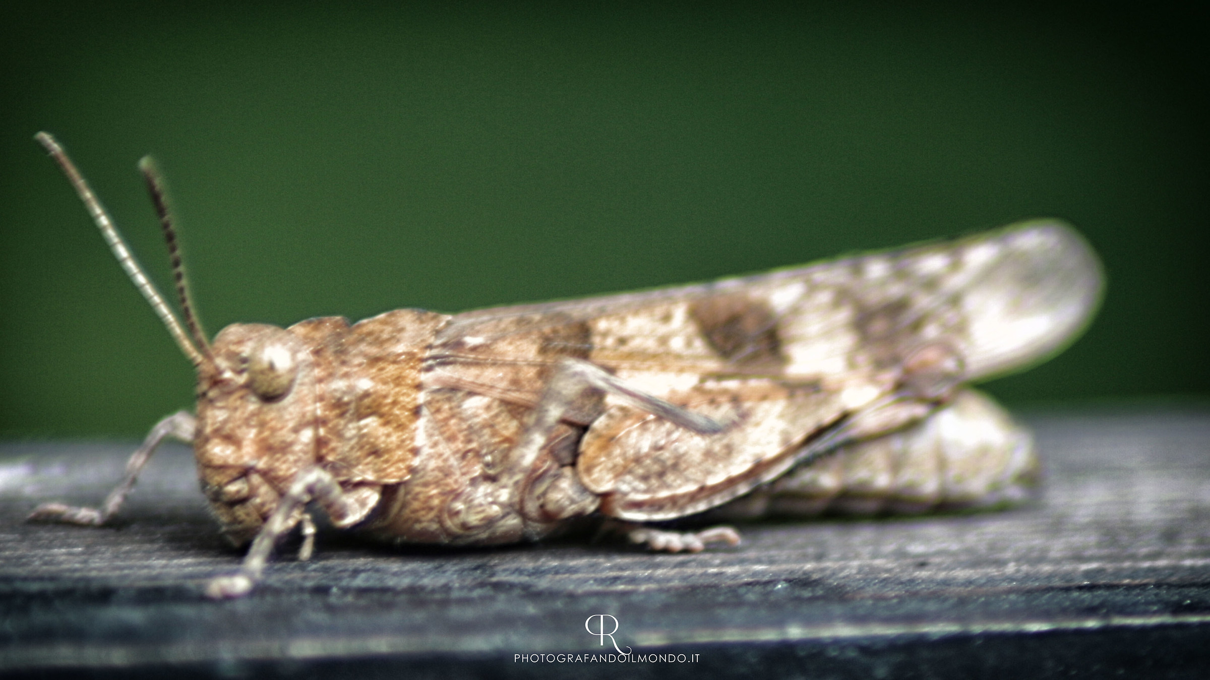 Grasshopper Life Style